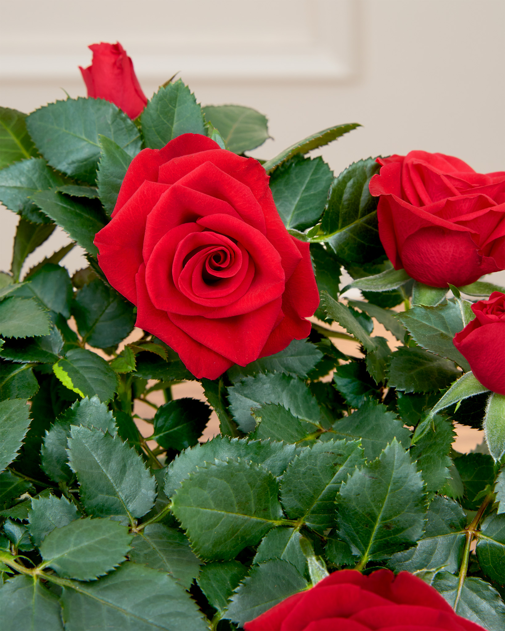 Zoom sur Daphné - Rosier rouge