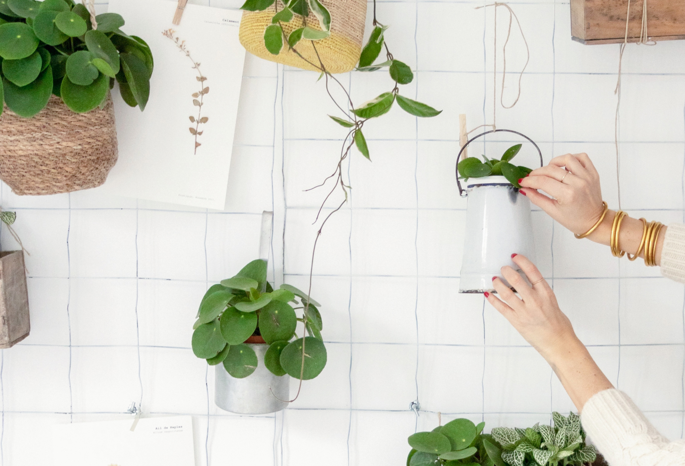 bergamotte-plant-care