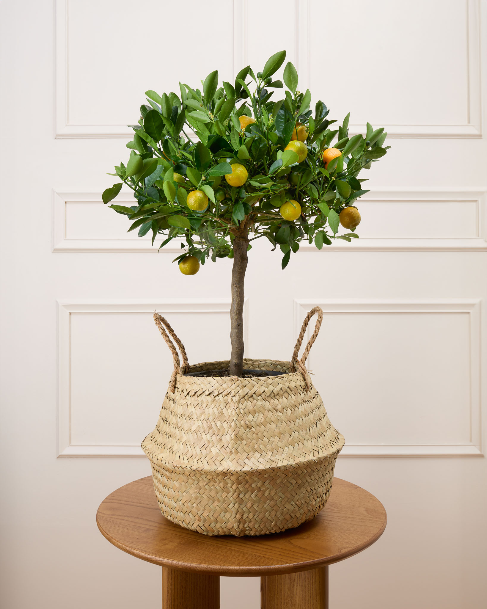 Paolo et son panier naturel - Calamondin