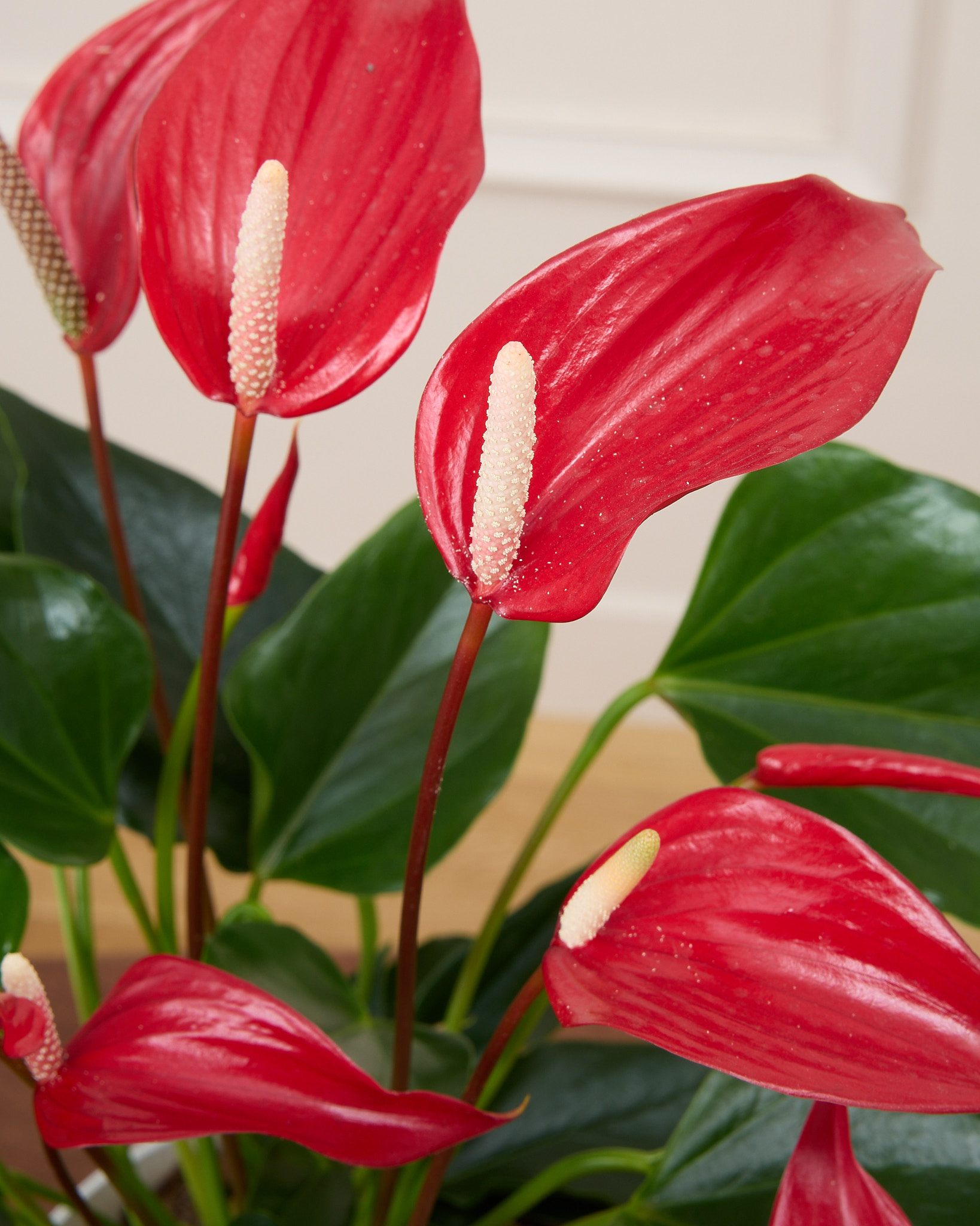 Zoom sur Garance - Anthurium 