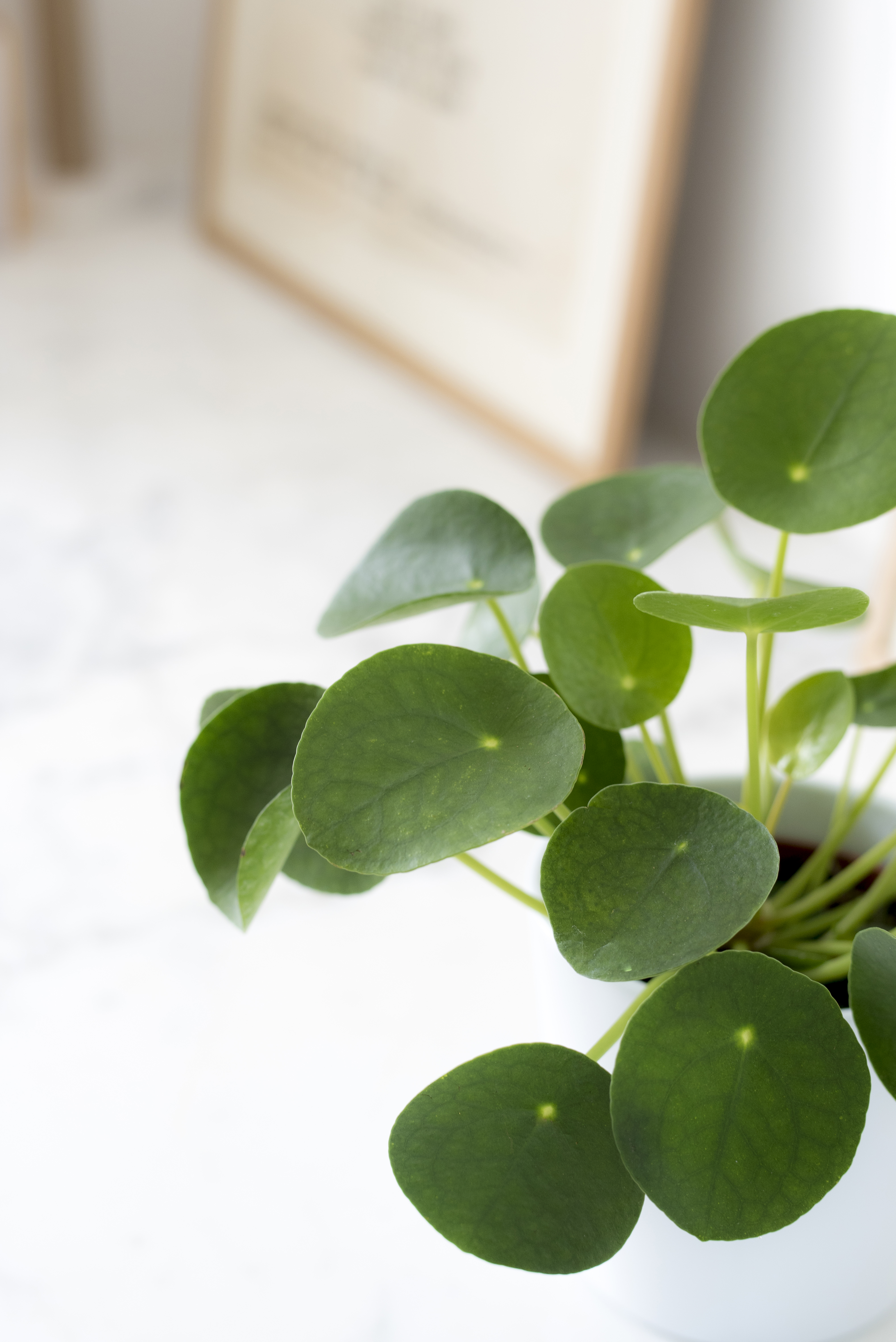 Pilea - Nos Conseils Pour Arroser Et Entretenir Vos Plantes D'intérieur ...