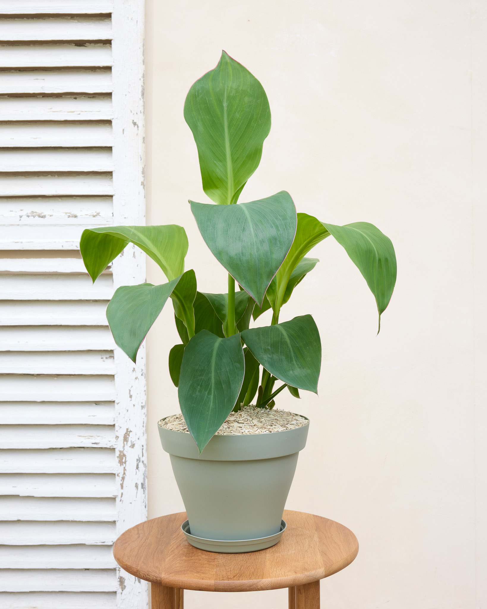 Claire et son pot vert - Canna Indica