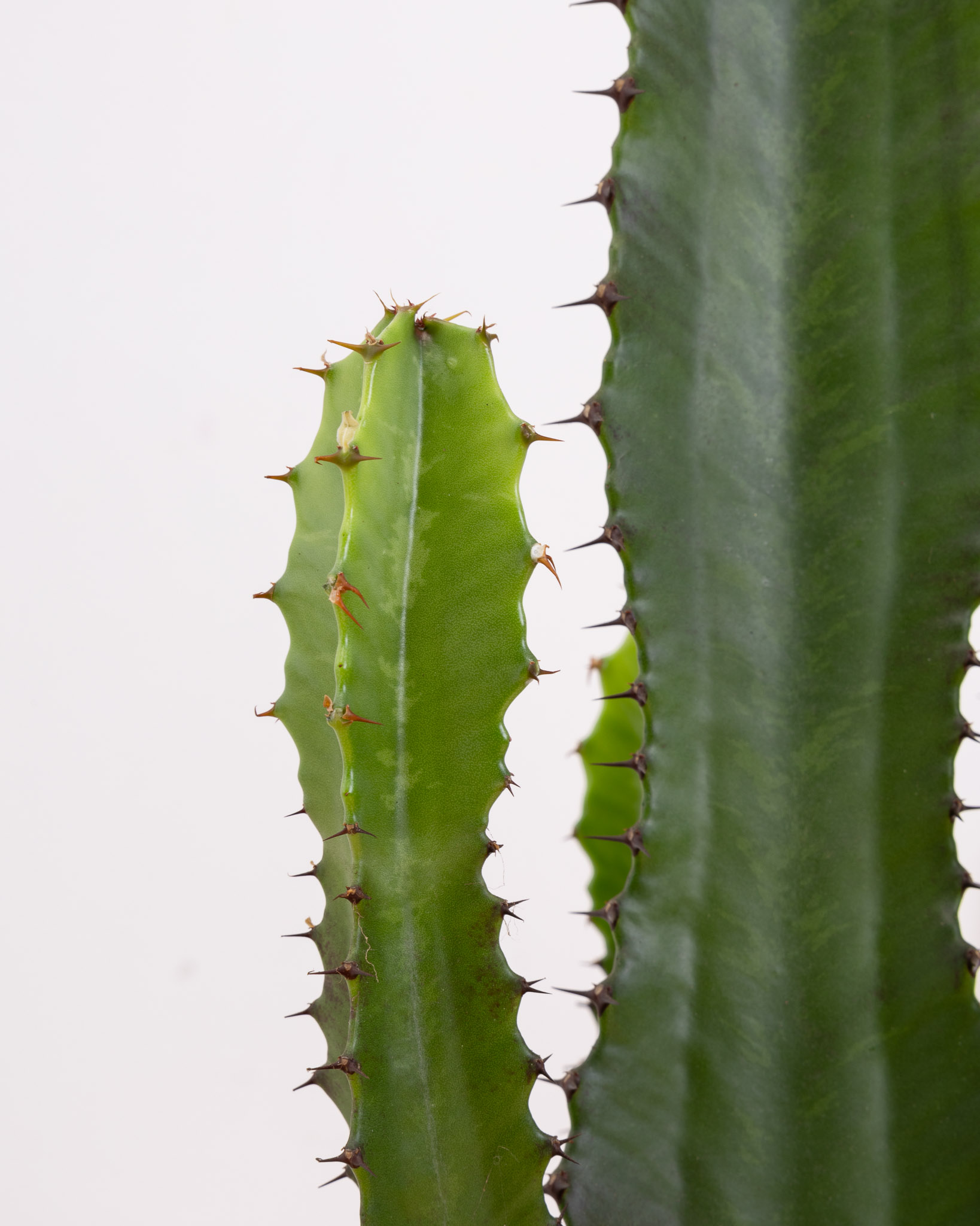 Zoom sur Pablo - Euphorbia acrurensis