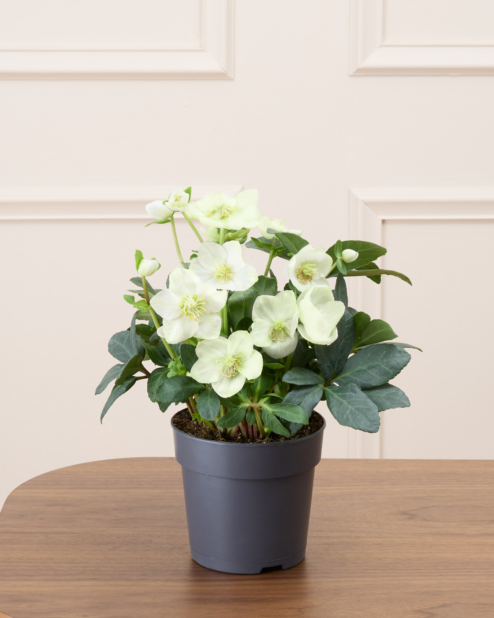 Hermine sans cache-pot - Hellébore