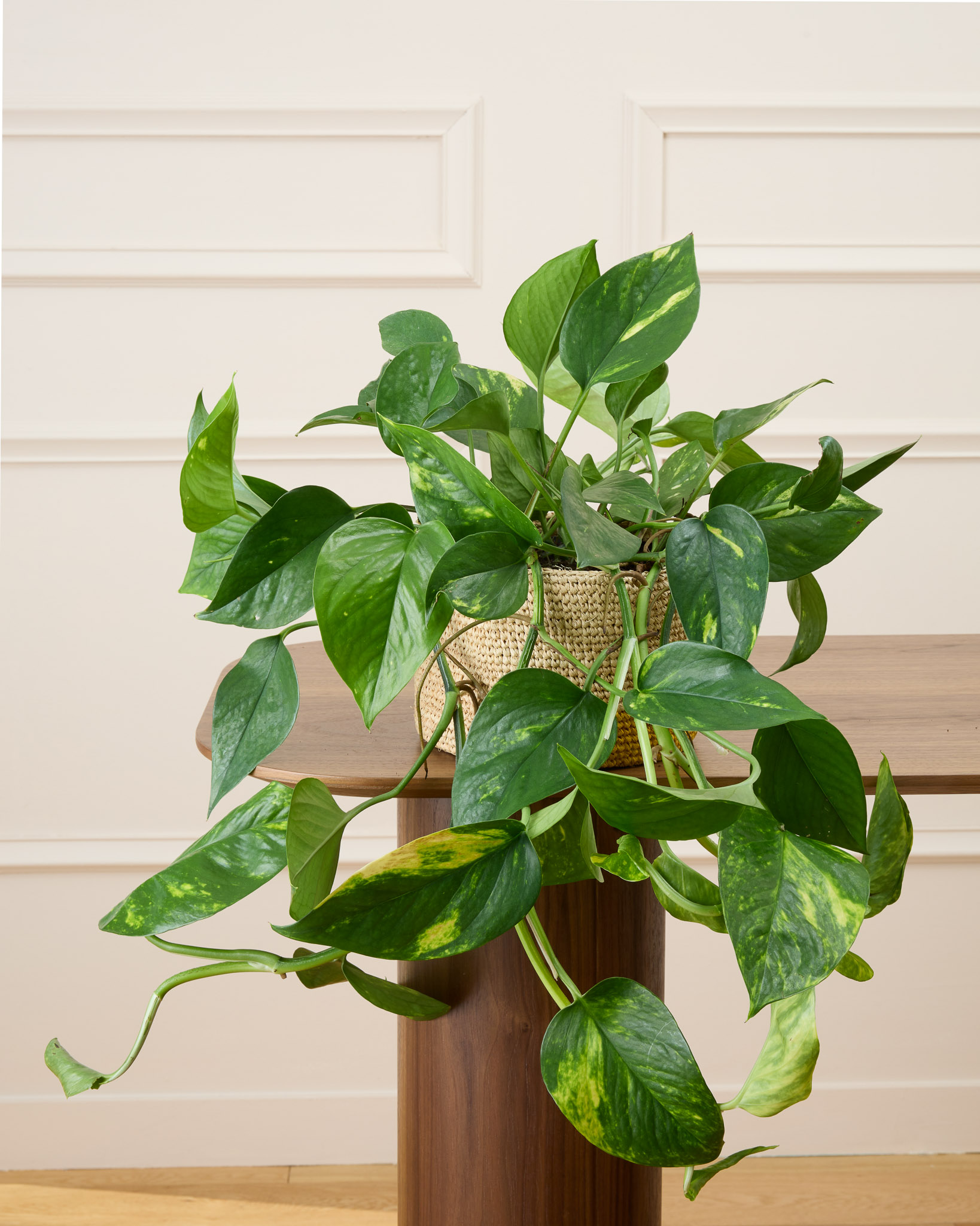 Betty et son panier tressé jaune - Epipremnum (Pothos)