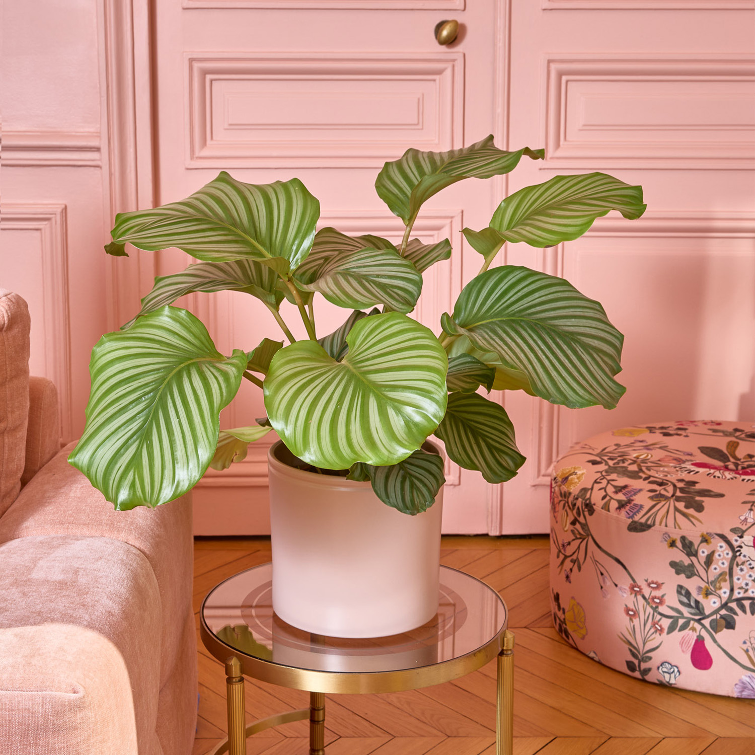 Plantes à personnaliser