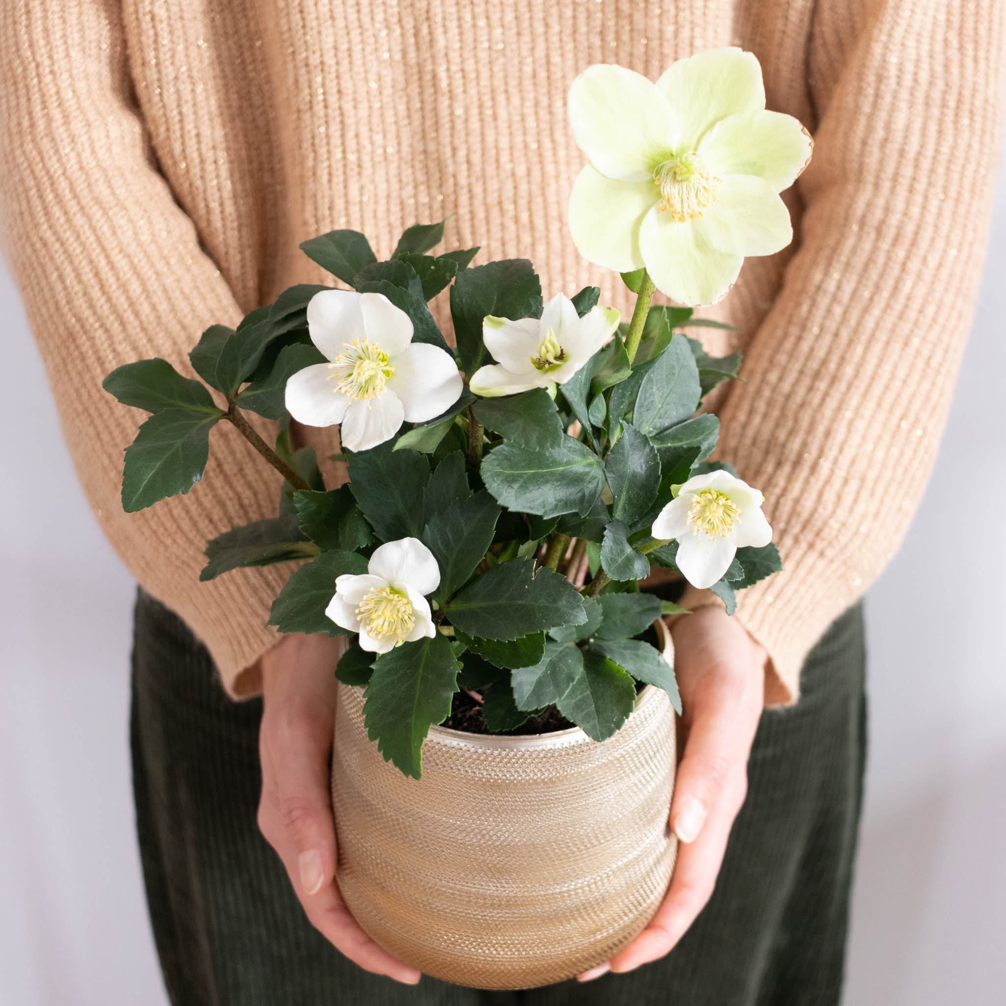 Rose de noël (Hellébore) Nos conseils d’entretien