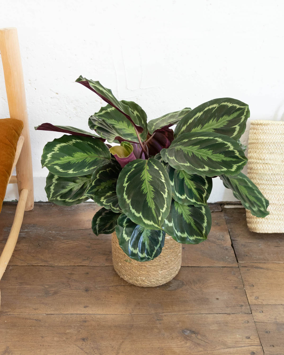 calathea-medaillon