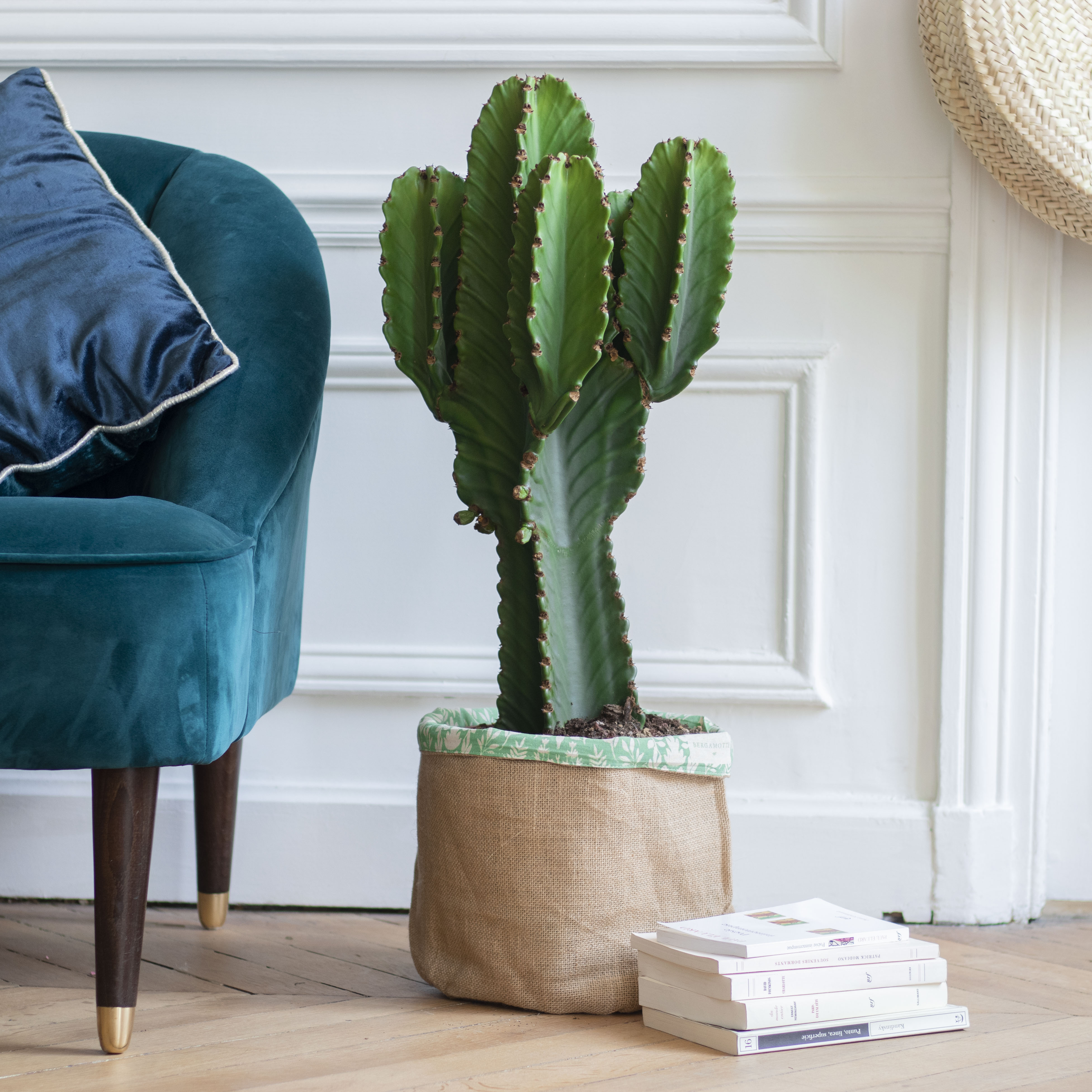 Cactus & euphorbes : nos astuces d