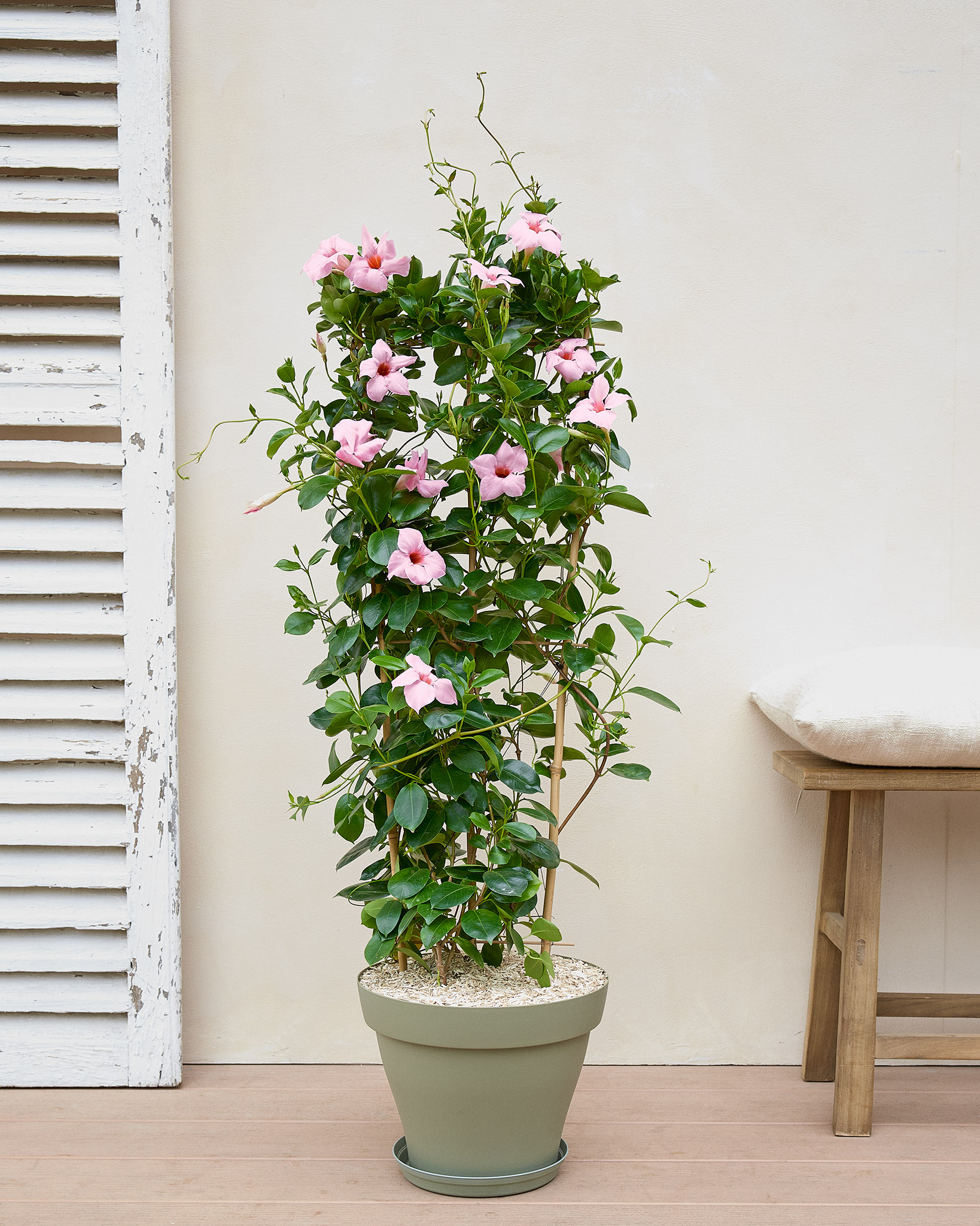 Diana et son pot vert - Dipladenia 