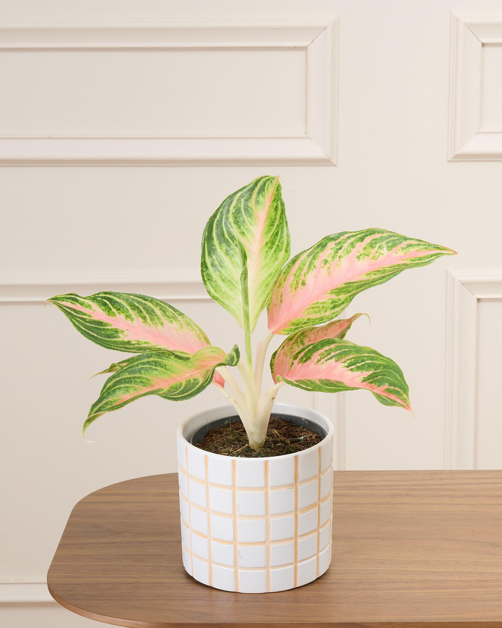 Aglaé et son cache-pot quadrillé - Aglaonema