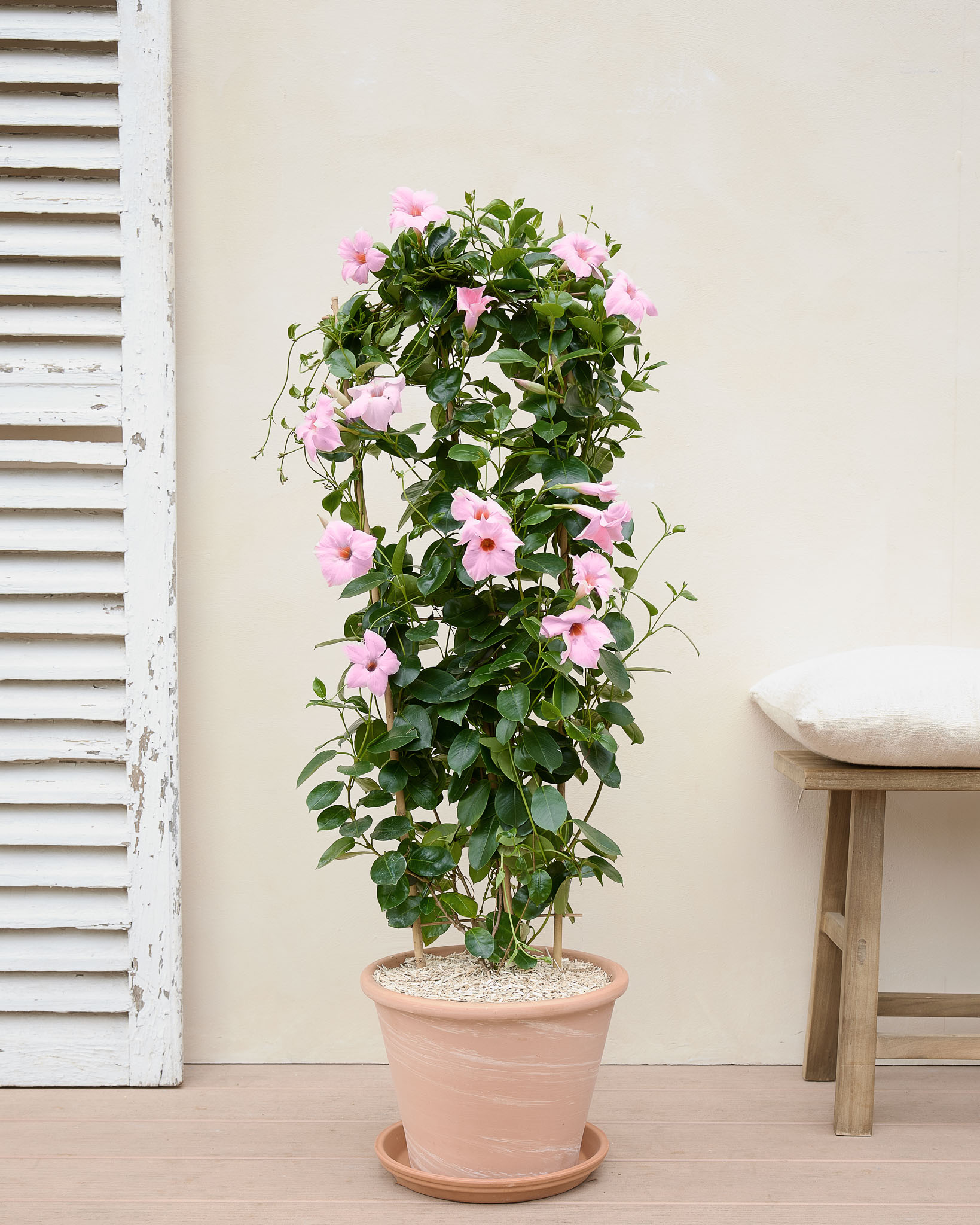 Diana et son pot en terre cuite - Dipladenia