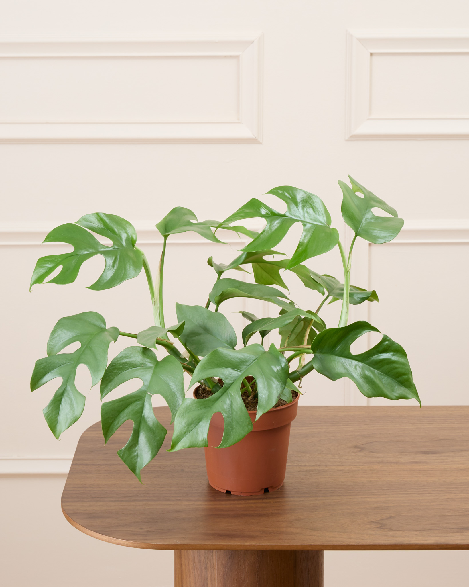 Donna sans cache-pot - Monstera minima