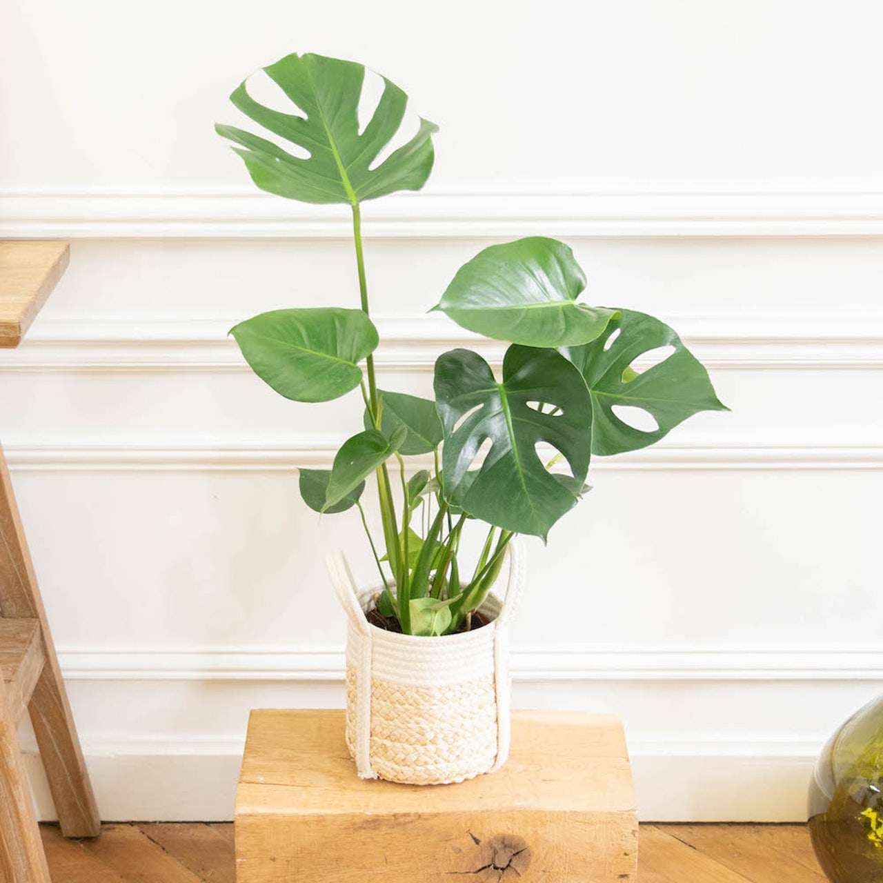 monstera-deliciosa-pot