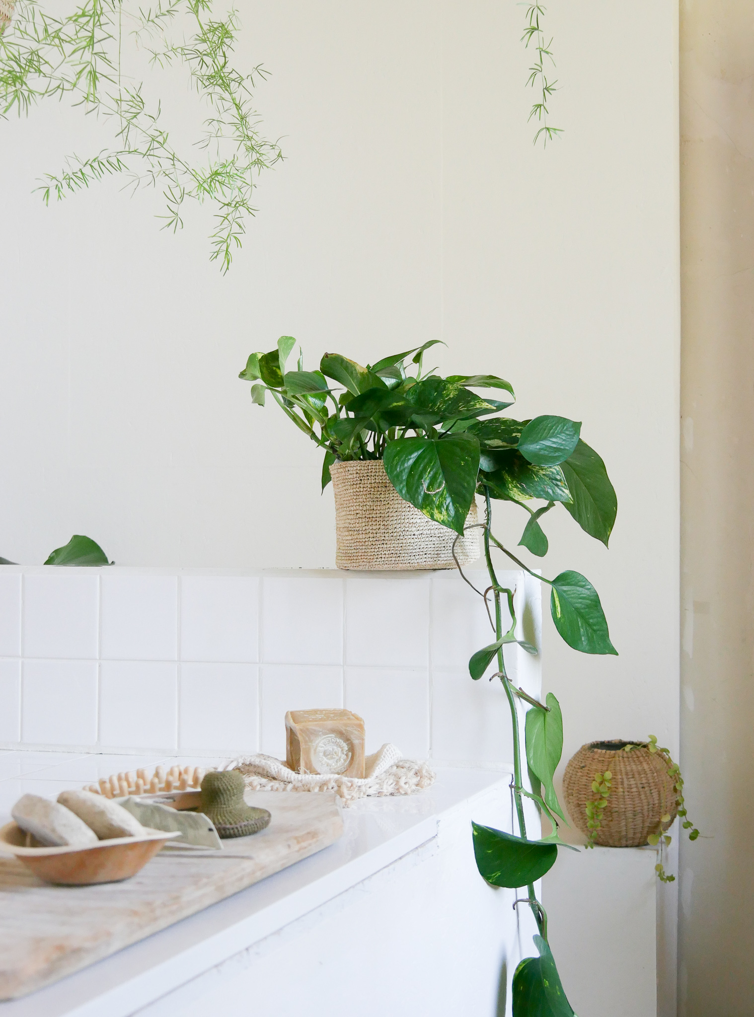 pothos