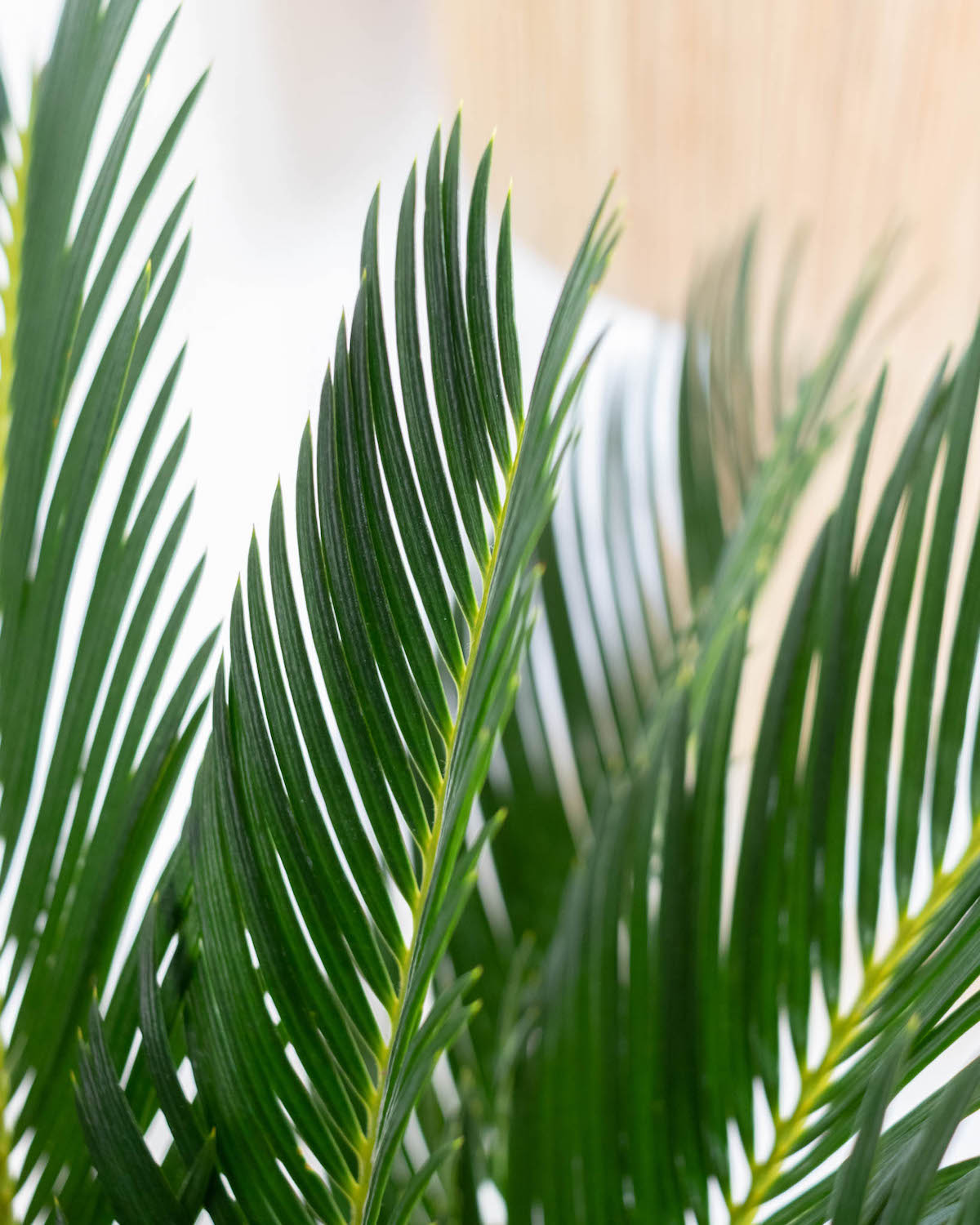 Zoom sur Rita - Cycas