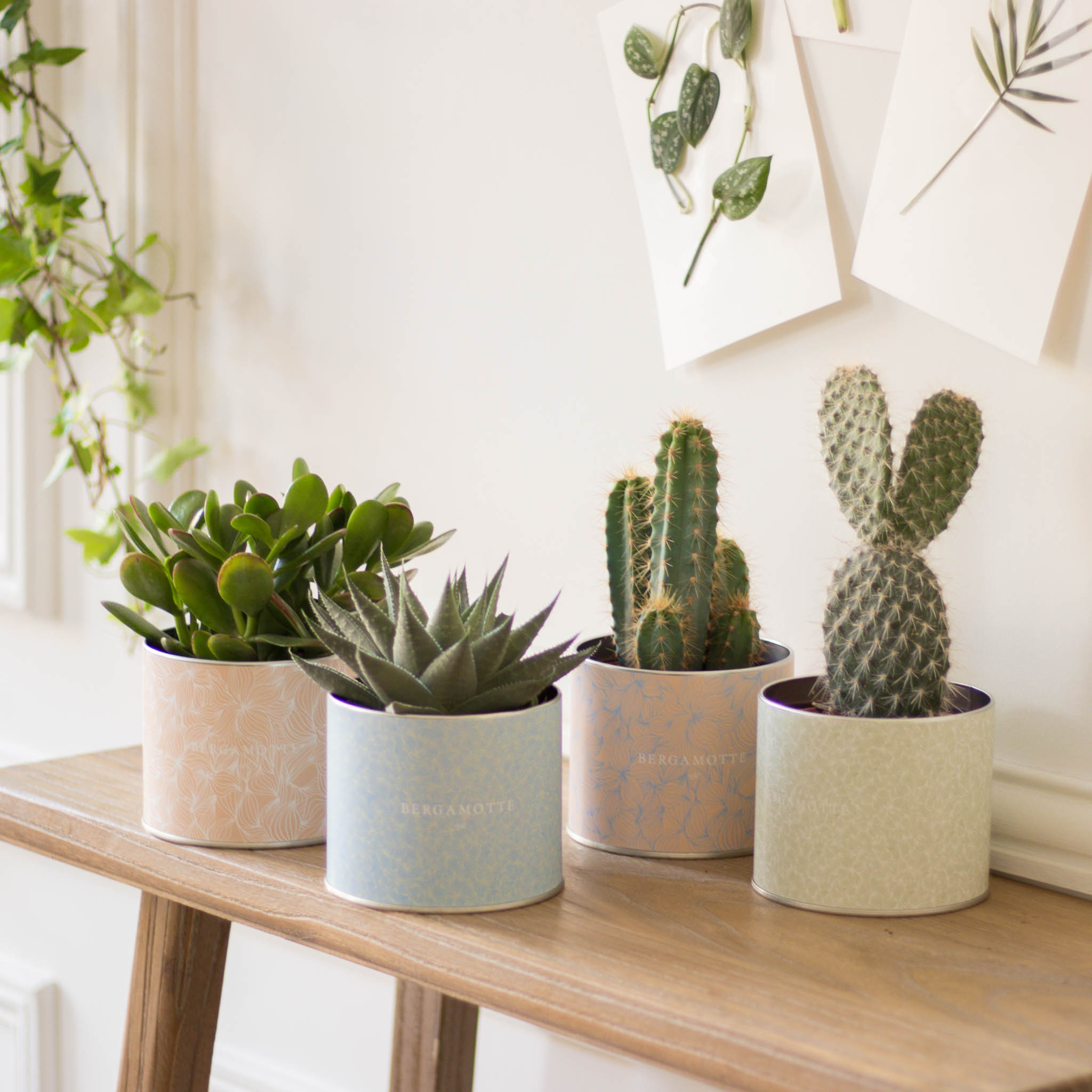 La Liste des Plantes Grasses à connaître