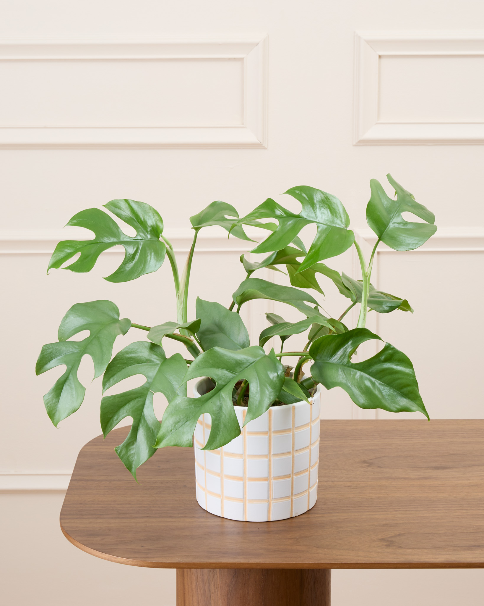 Donna et son cache-pot quadrillé - Monstera minima