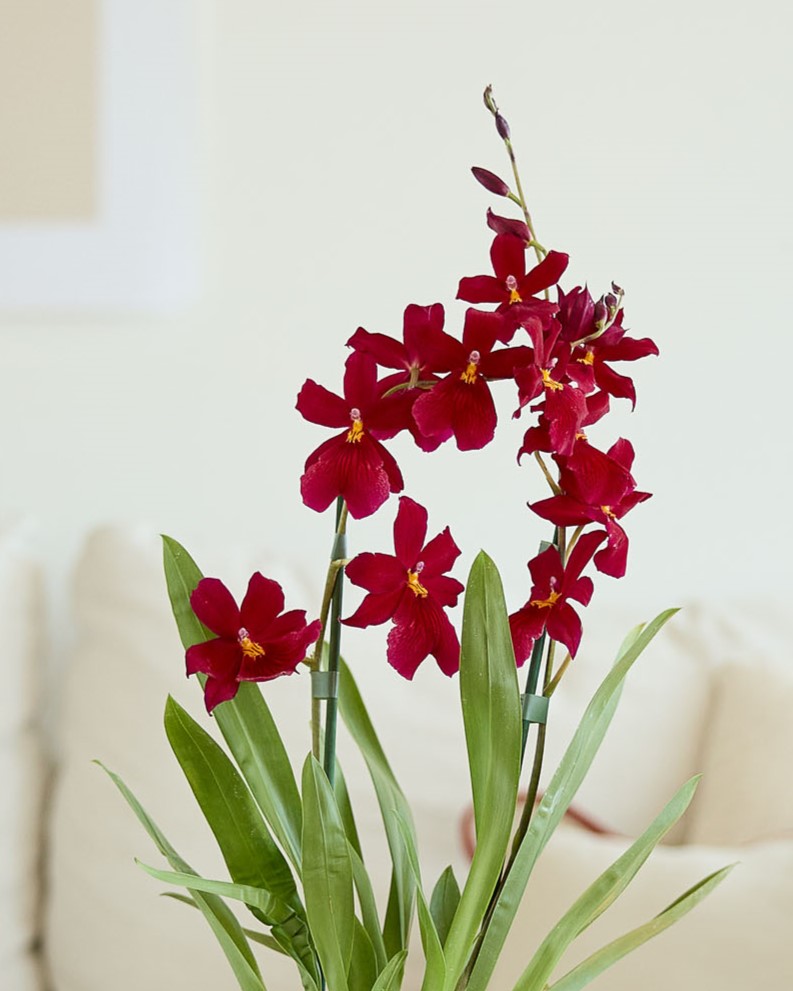 Zoom sur Aude - Orchidée (la plante peut être livrée à différents stades de floraison, de même la couleur des fleurs peut varier)