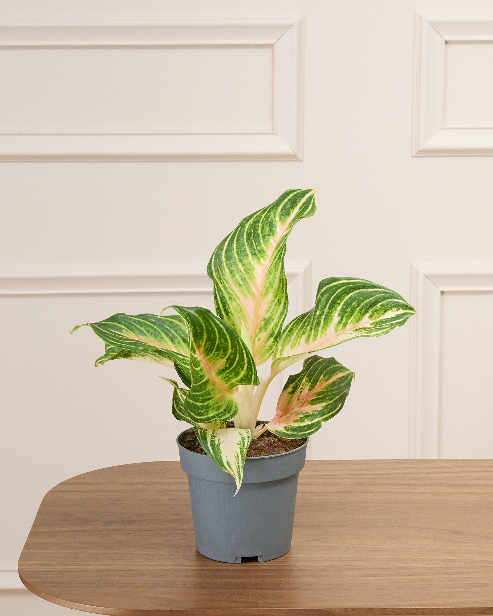 Aglaé sans cache-pot - Aglaonema 