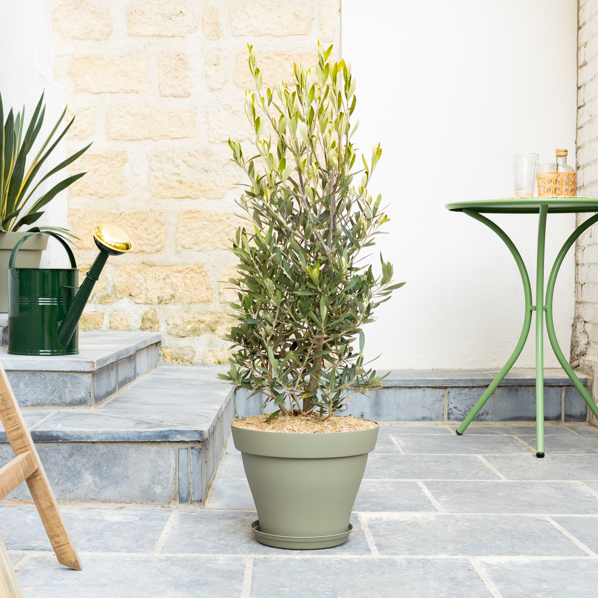 comment-planter-un-olivier