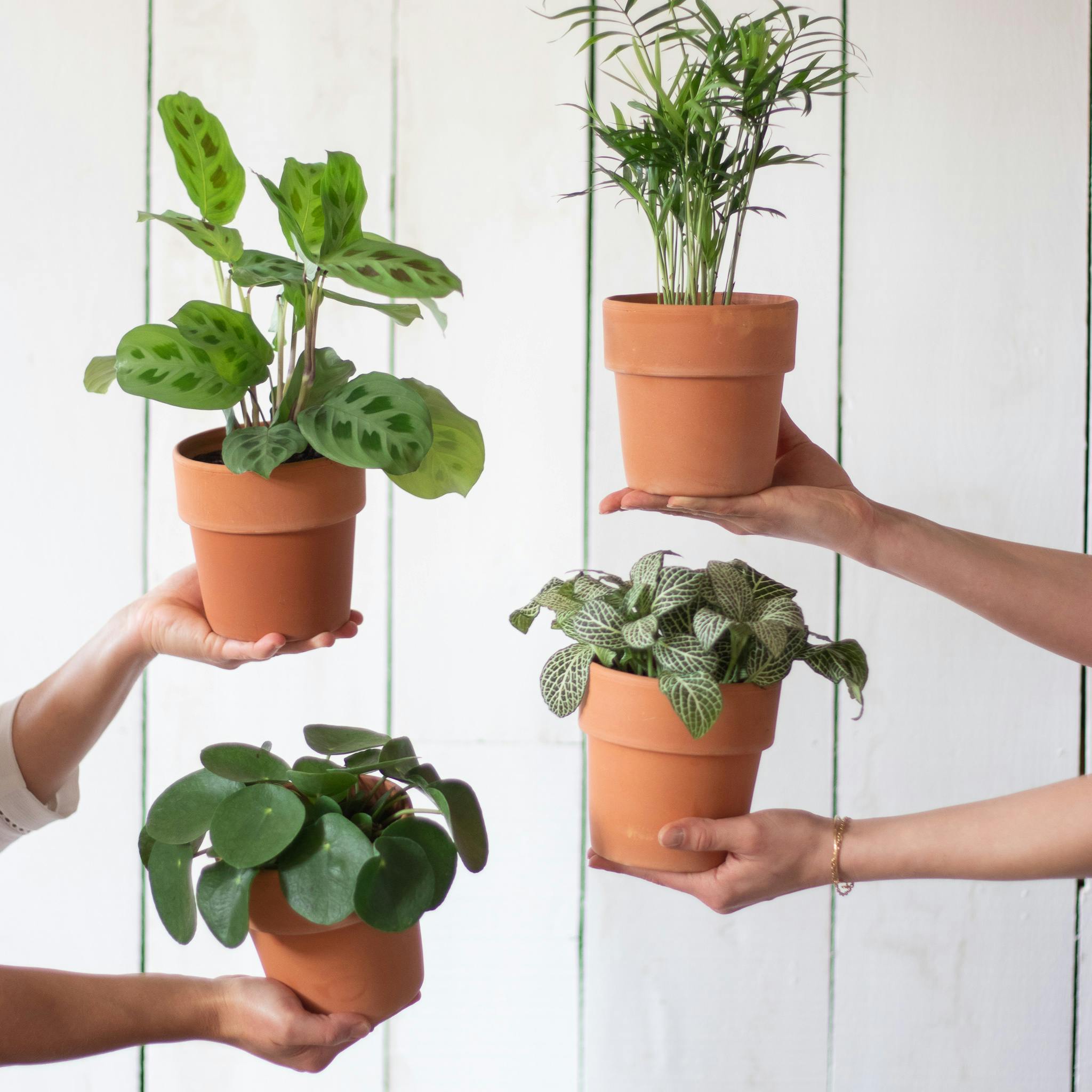 Ces 5 trucs simples et bon marché pour arroser vos plantes d