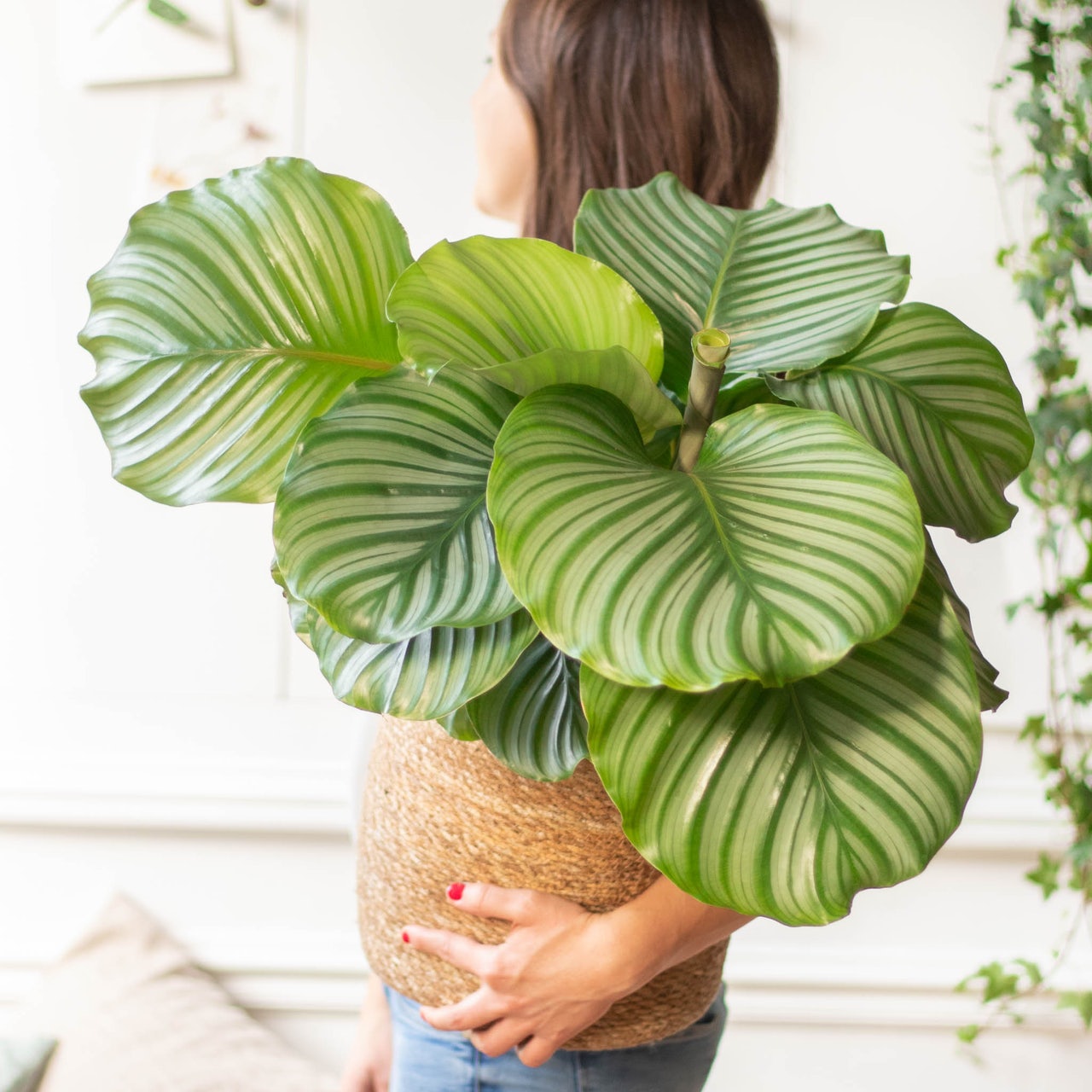 calathea-variete