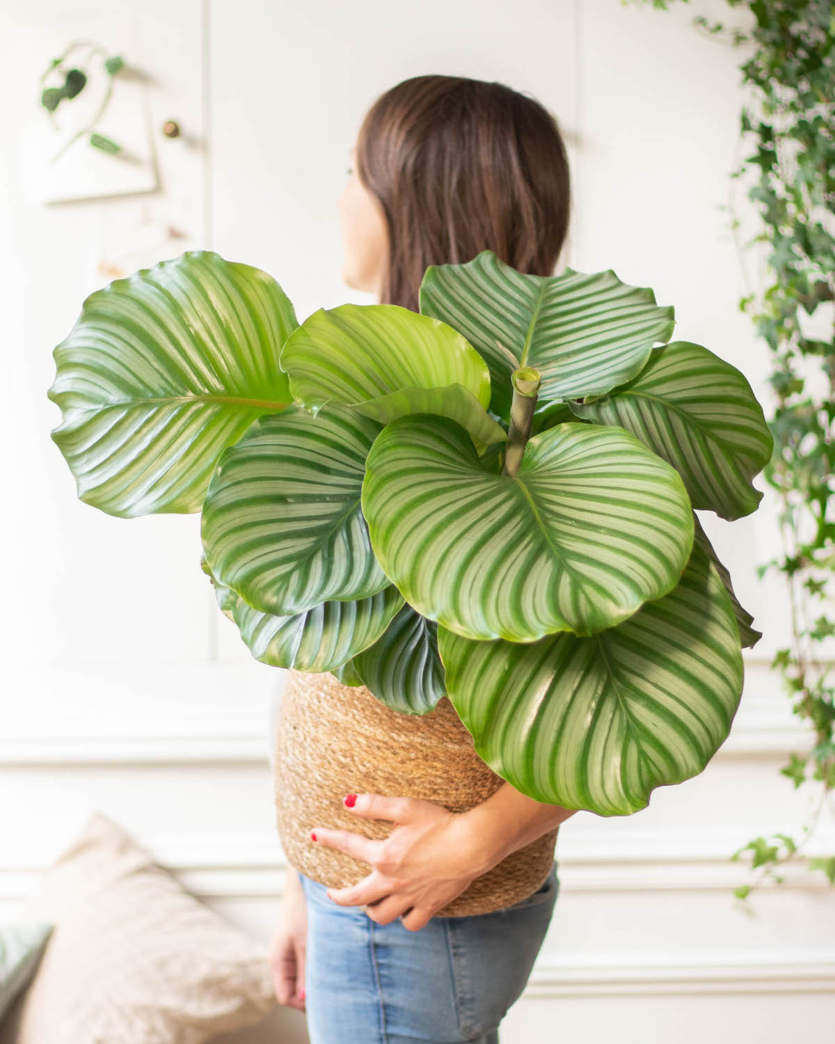 Découvrez Théo, notre Calathea orbifolia (cache-pot non vendu)
