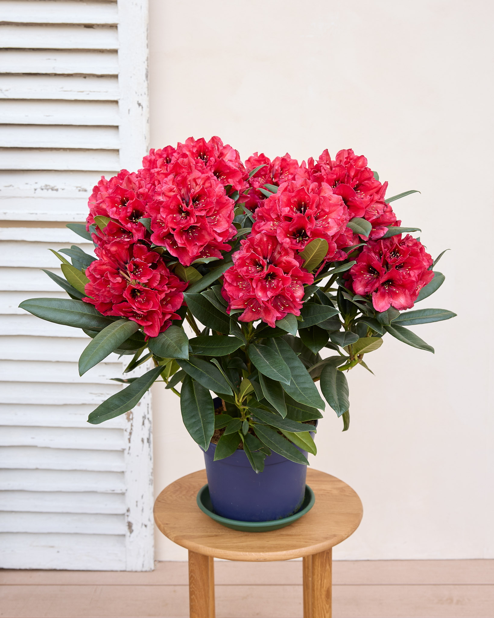 Suzon seule - Rhododendron