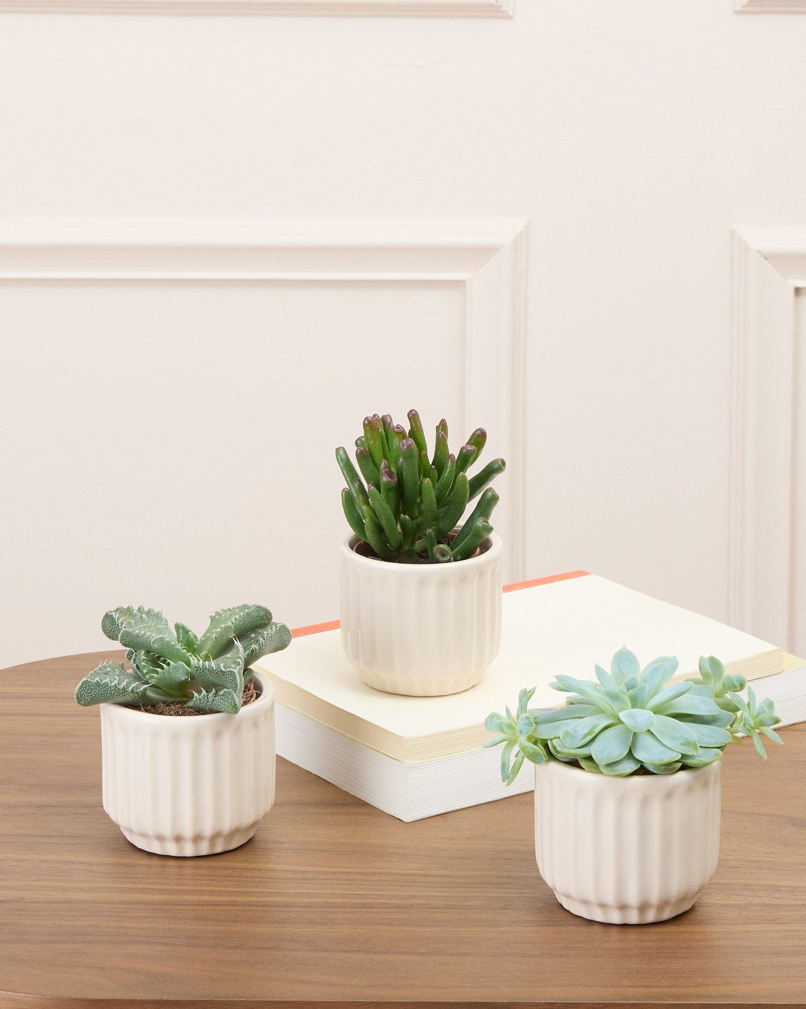 Trio Léo - 3 mini succulentes (Le mix varie selon les arrivages, photo non contractuelle)