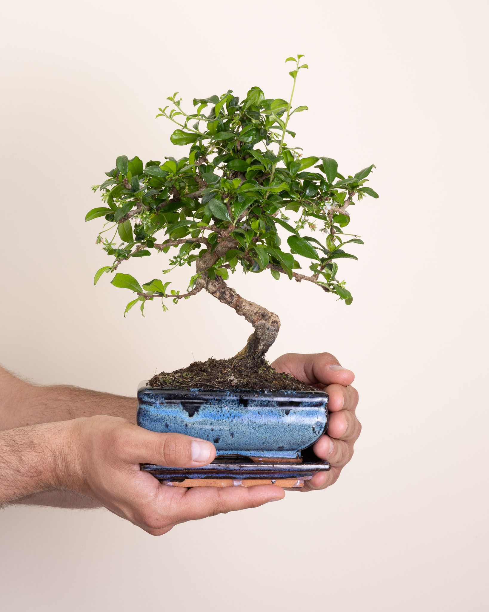bonsai Carmona microphylla 