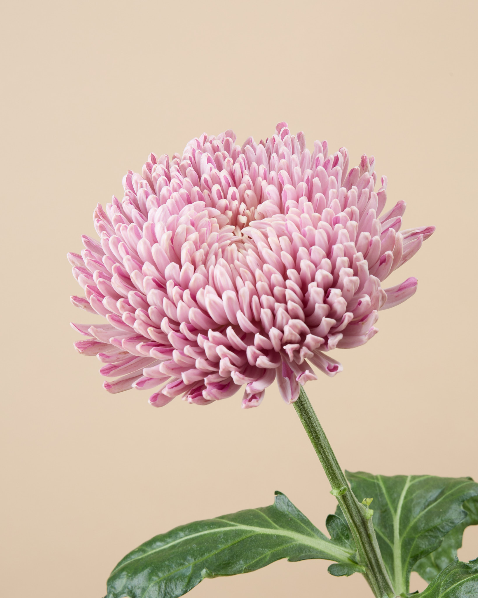 Chrysantheme