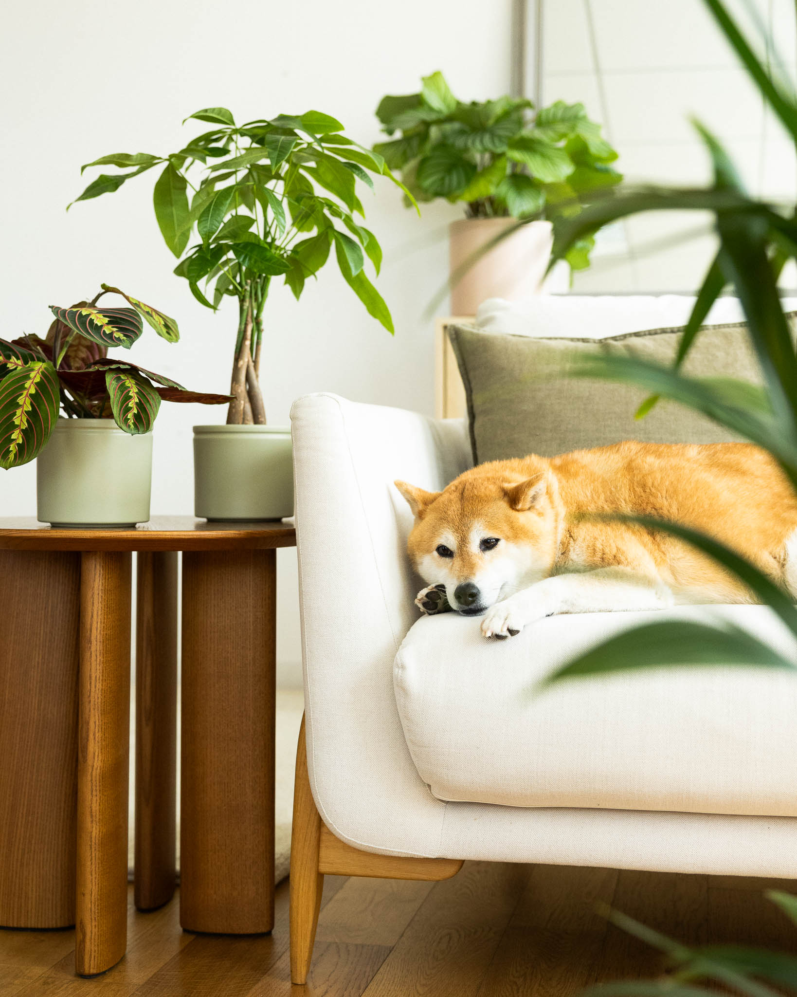 Plantes et animaux de compagnie : lesquelles sont sans danger pour vos compagnons ?