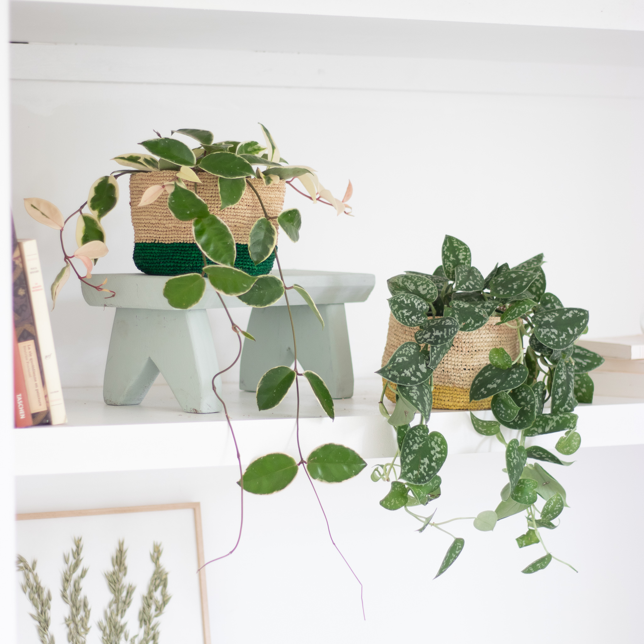 3 plantes d’intérieur suspendues : les variétés idéales