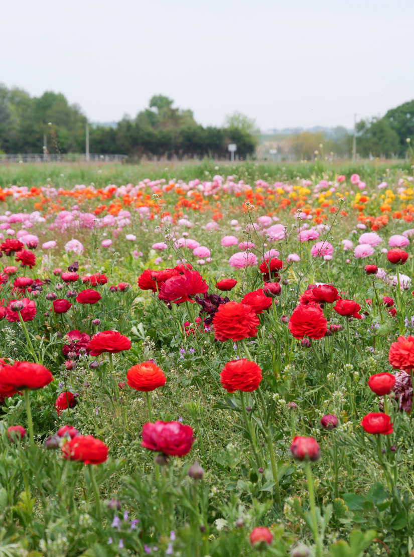 A field of flowers