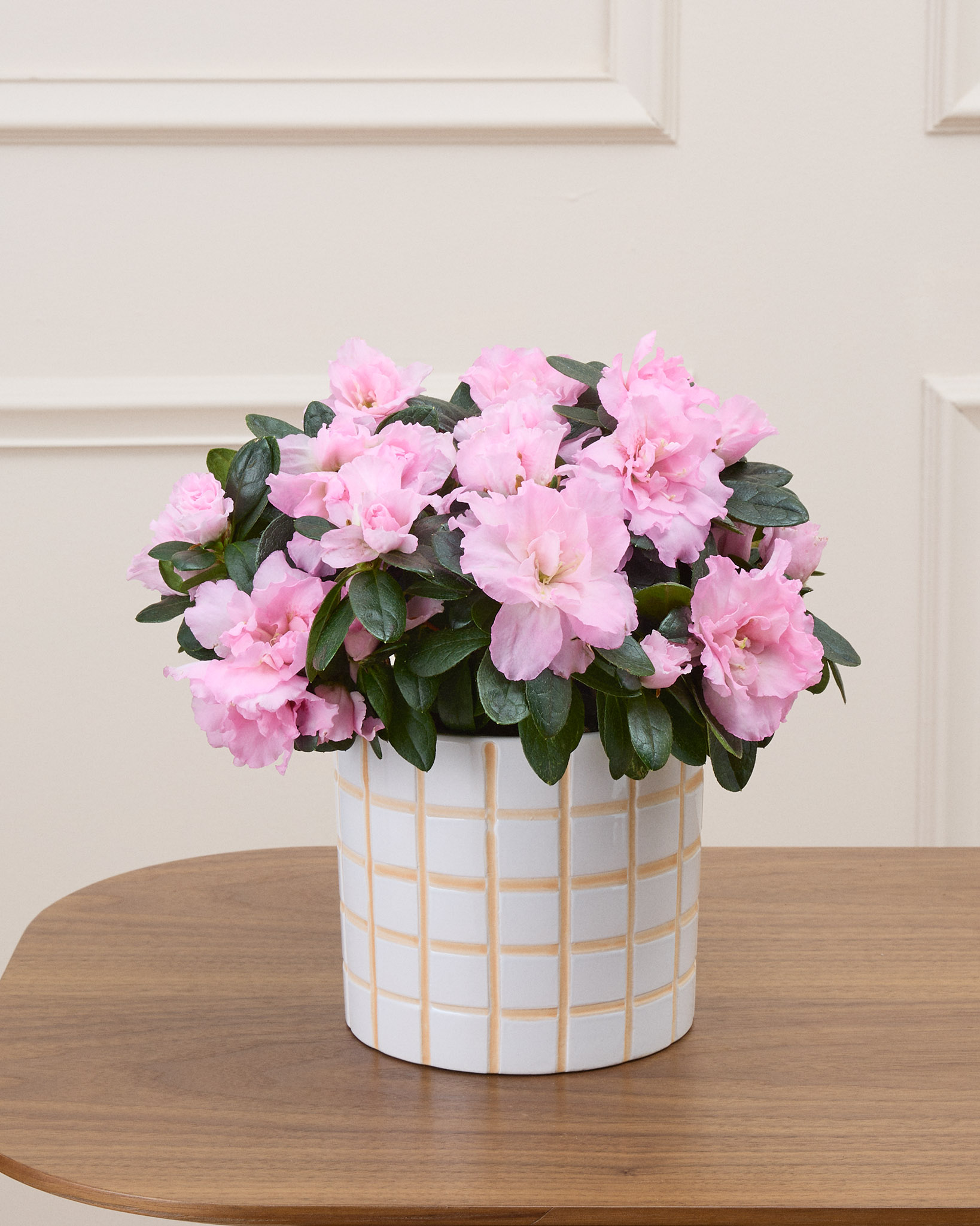 Alizée et son cache-pot quadrillé - Azalée