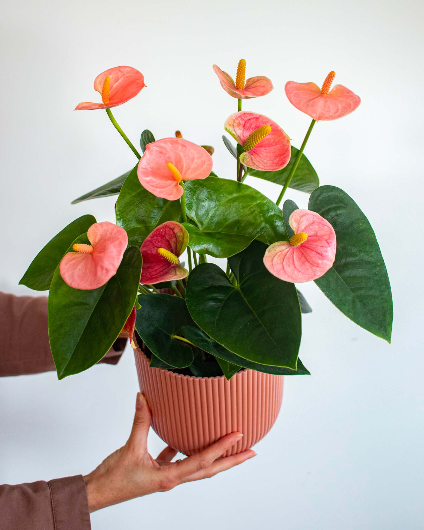 4 plantes d’intérieur fleuries et faciles d