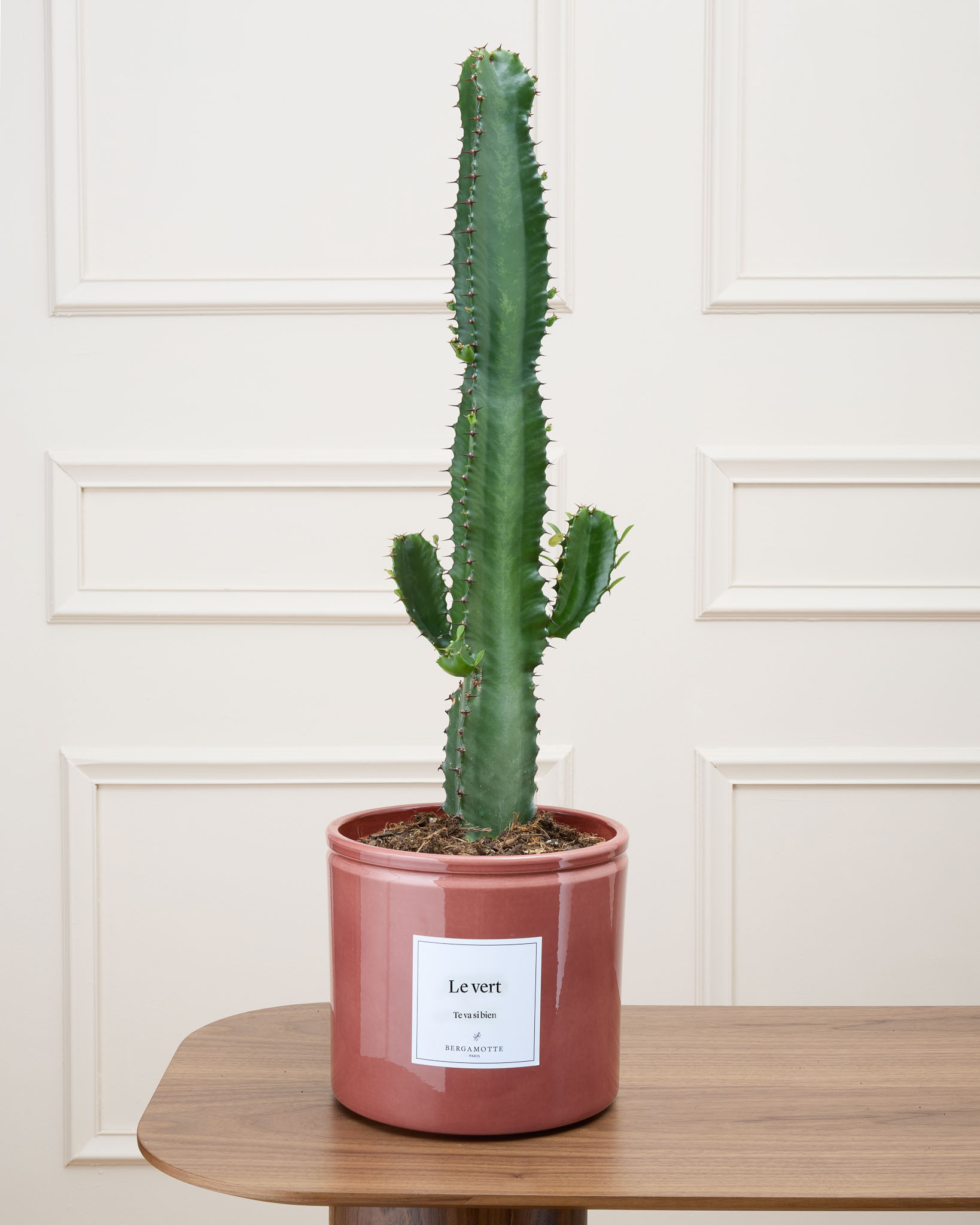 Cactus Pablo (Euphorbia acrurensis)