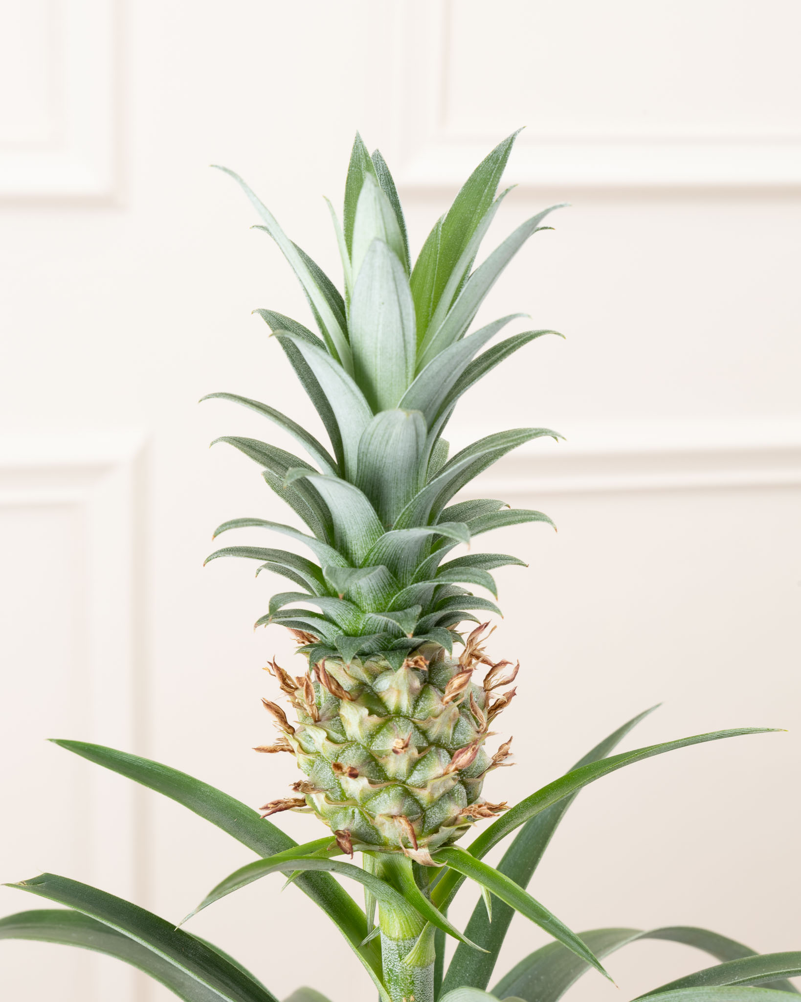 Ananas Anne