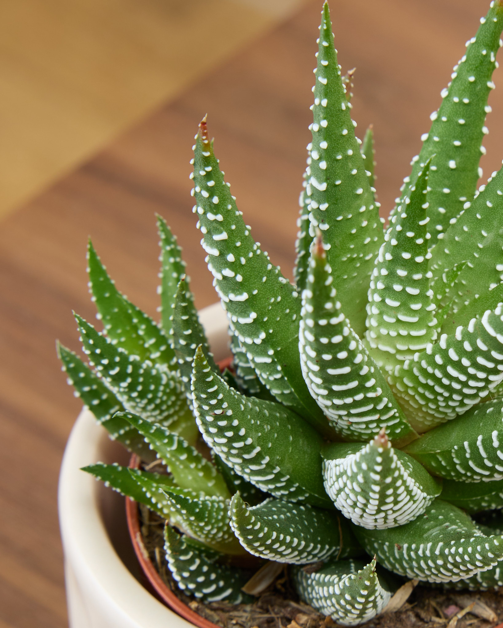 Exemple de variété de succulente disponible