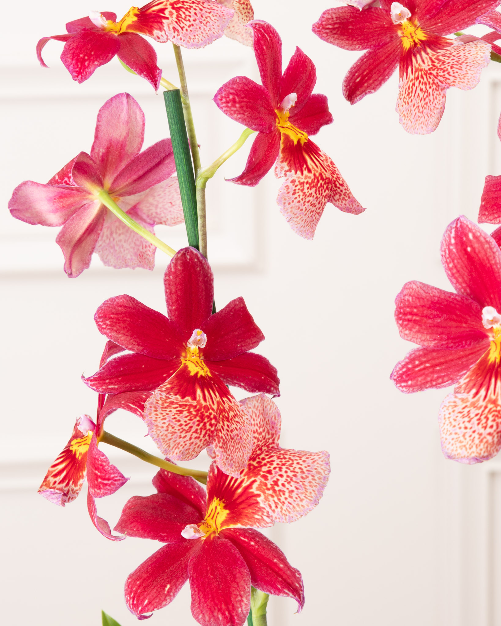 Zoom sur Aude - Orchidée (la plante peut être livrée à différents stades de floraison, de même la couleur des fleurs peut varier)