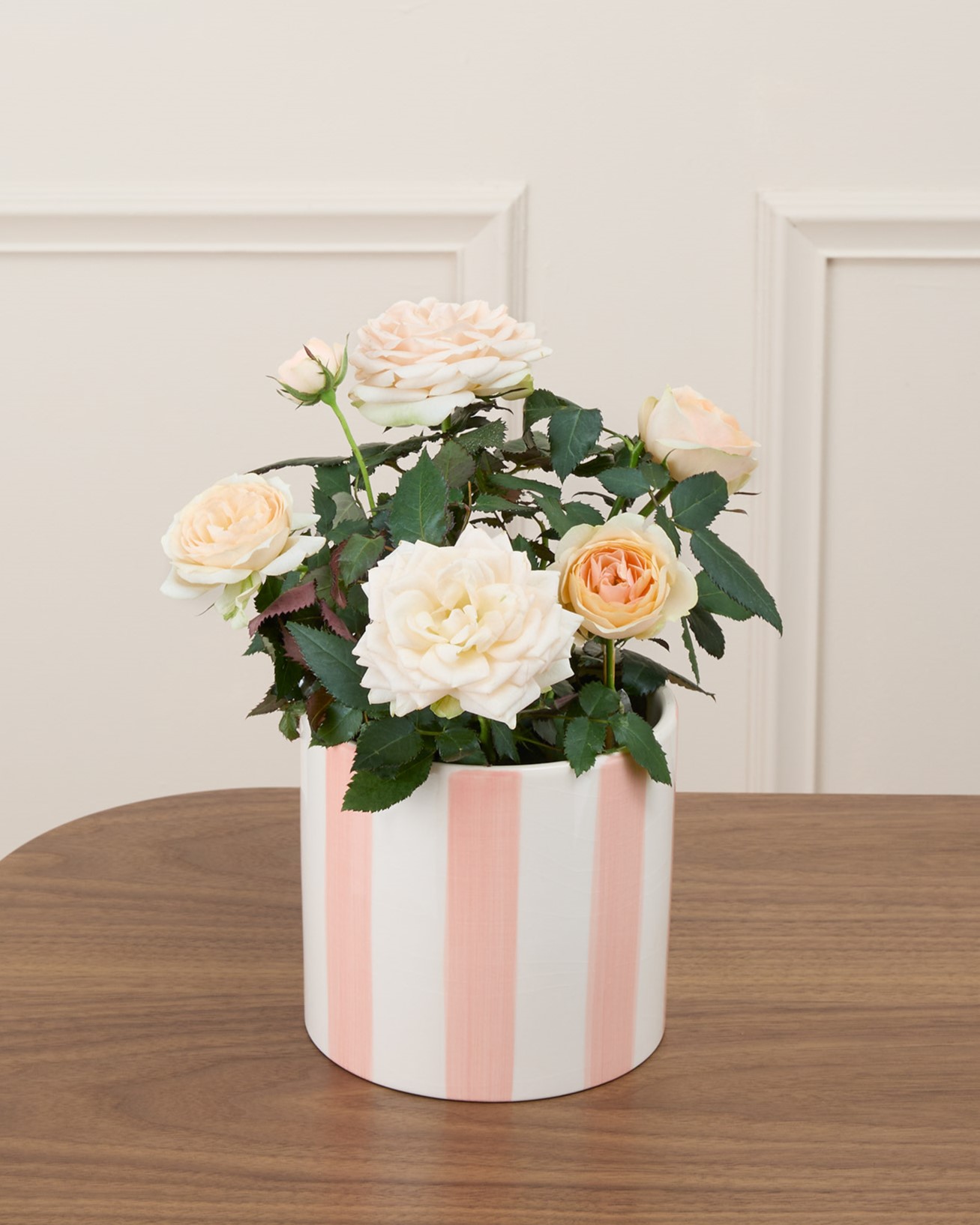 Jeanne et son cache-pot rayé rose - Petit rosier