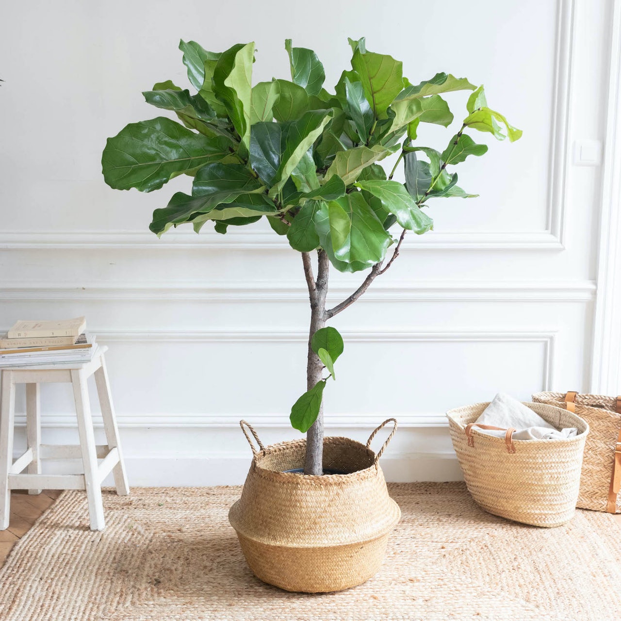 ficus-lyrata