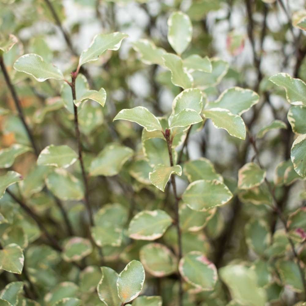 plantation-pittosporum