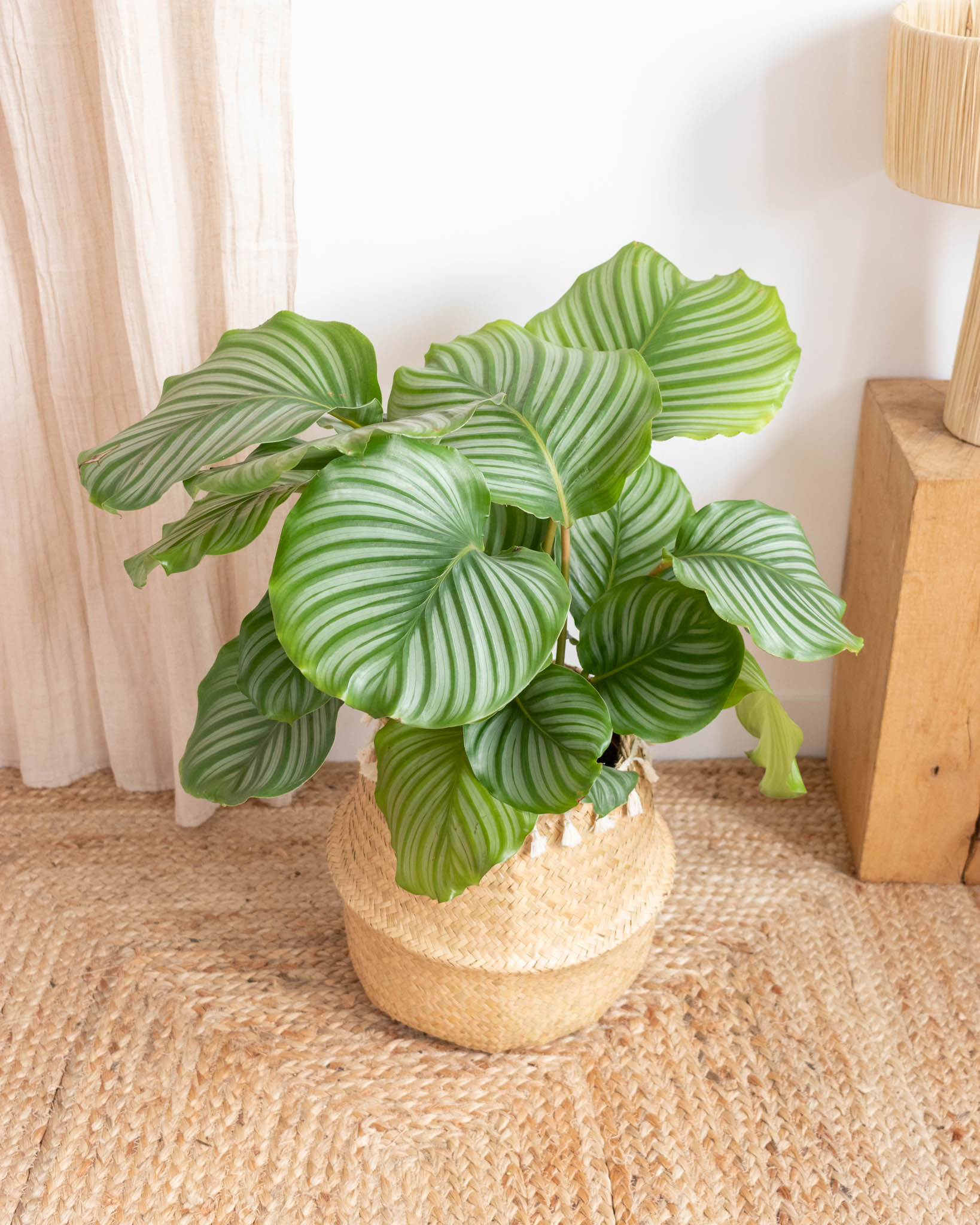 plante-intérieur-originale