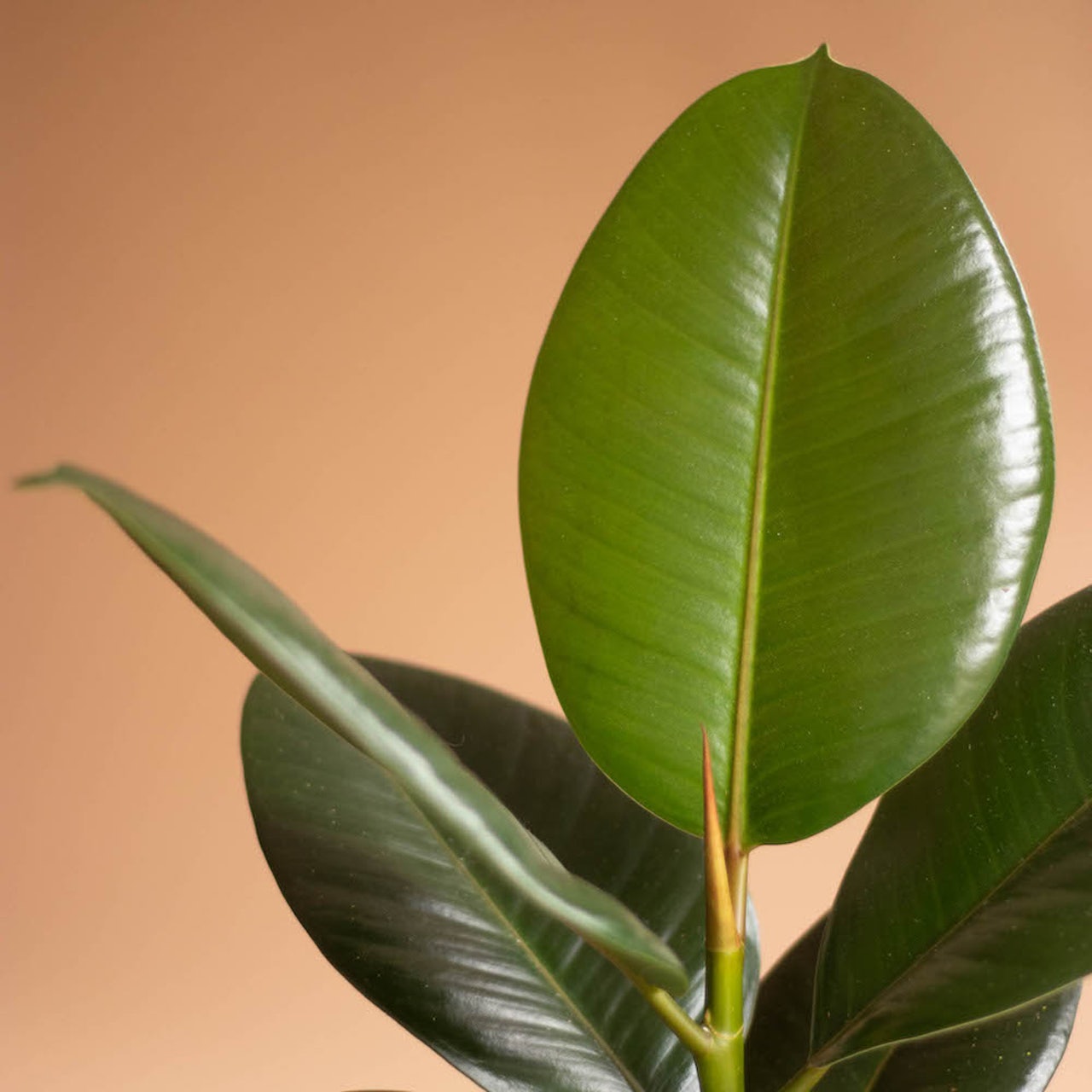 ficus-elastica-feuille