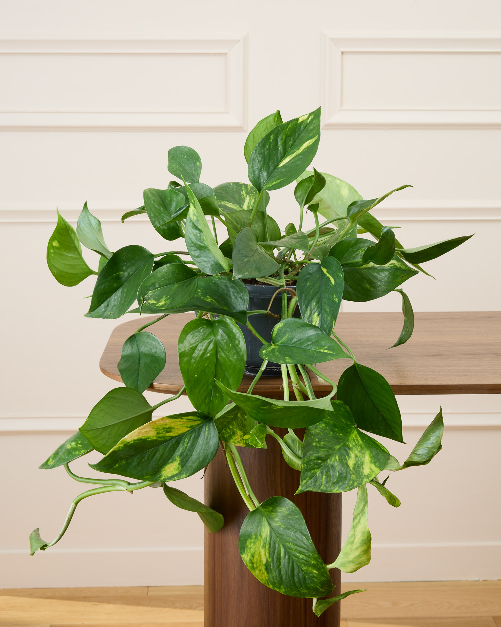 Betty sans cache-pot - Epipremnum (Pothos)