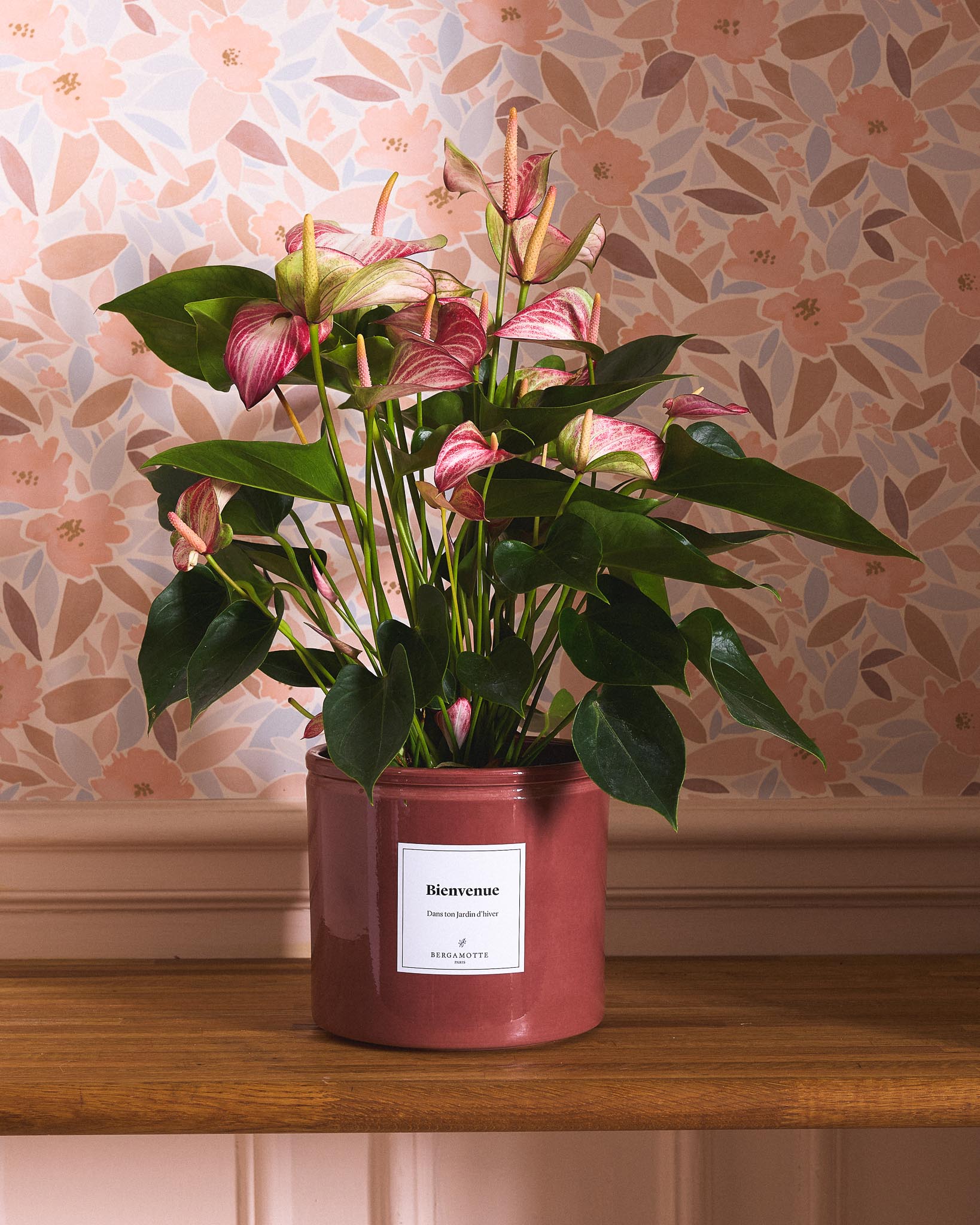 Anthurium Nathanaël