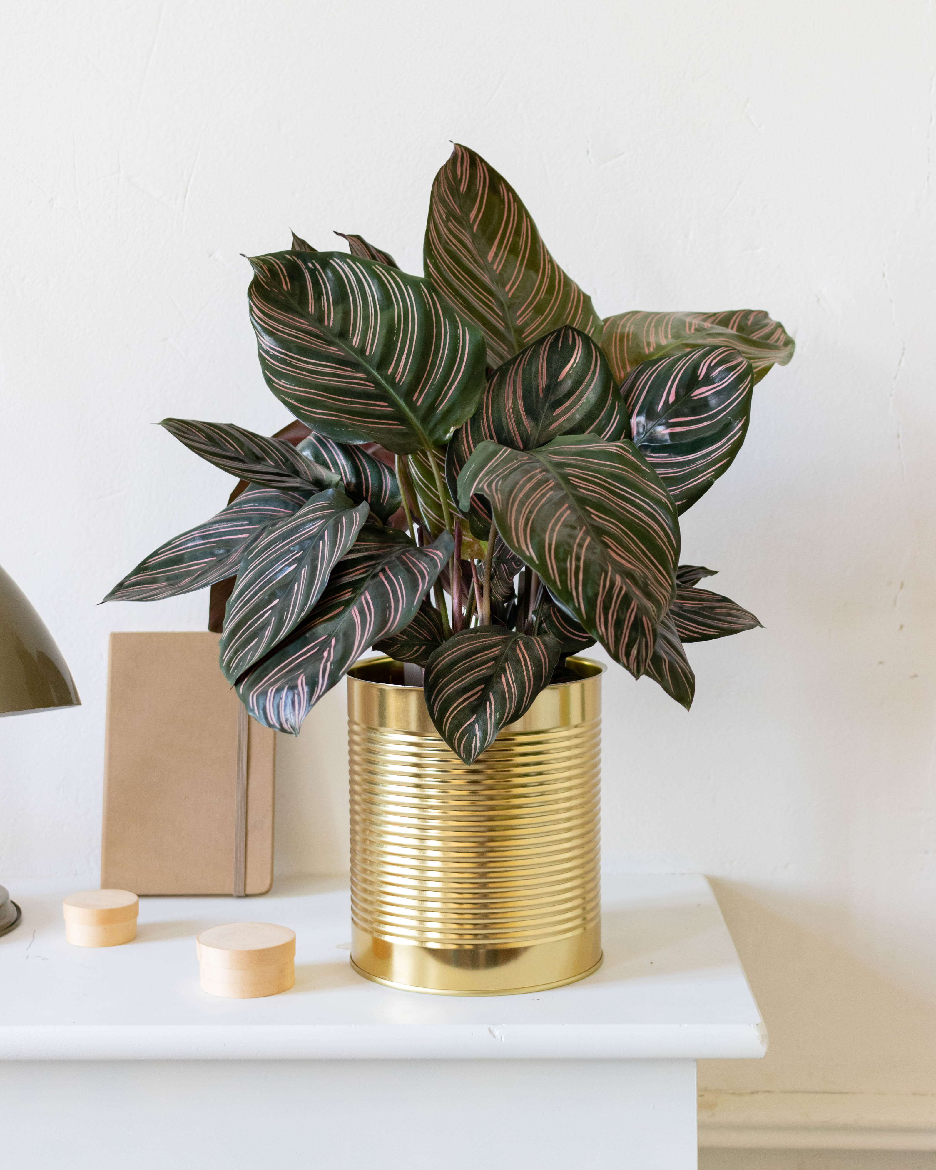 calathea-ornata