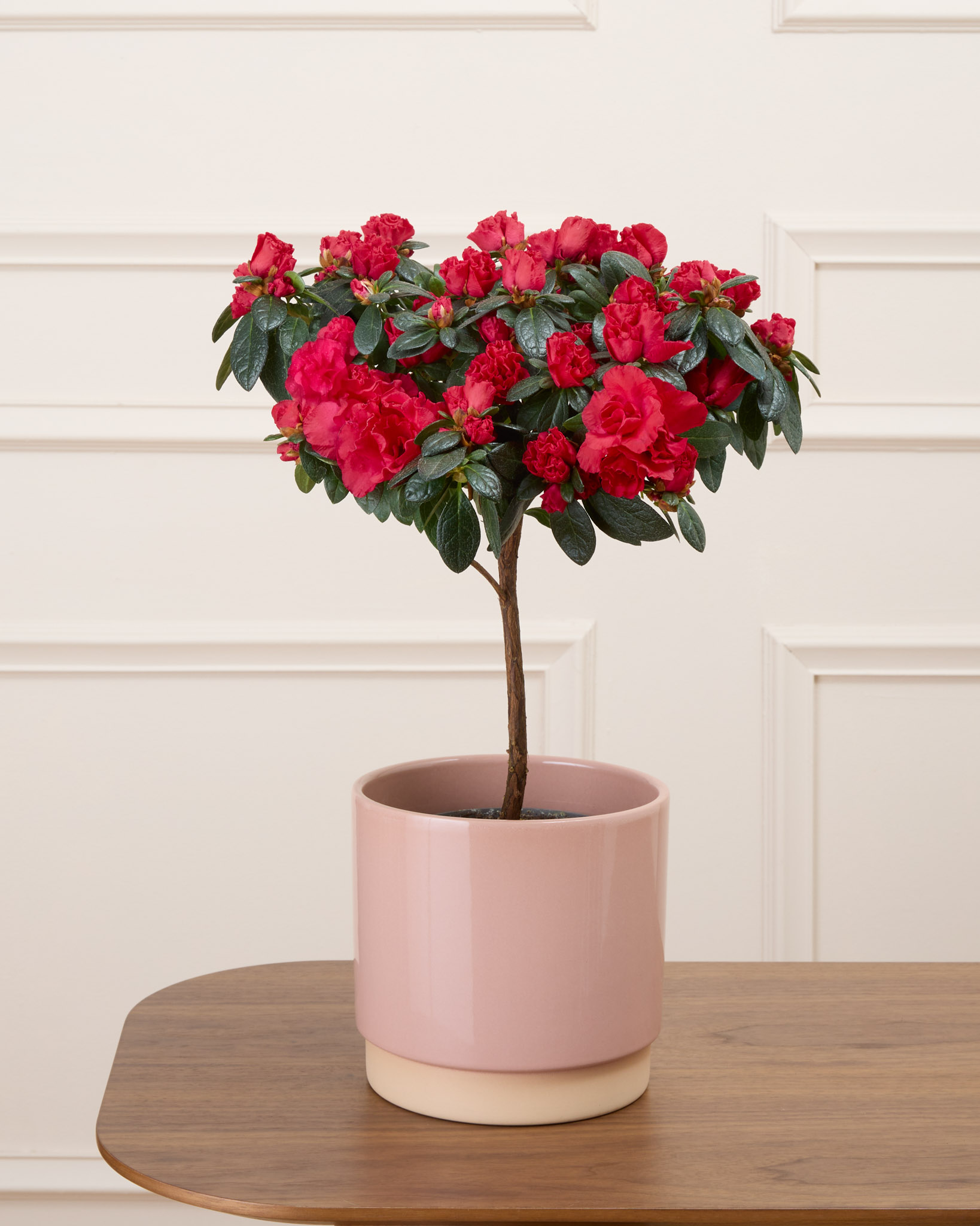 Désirée et son cache-pot rose - Azalée rouge sur tige